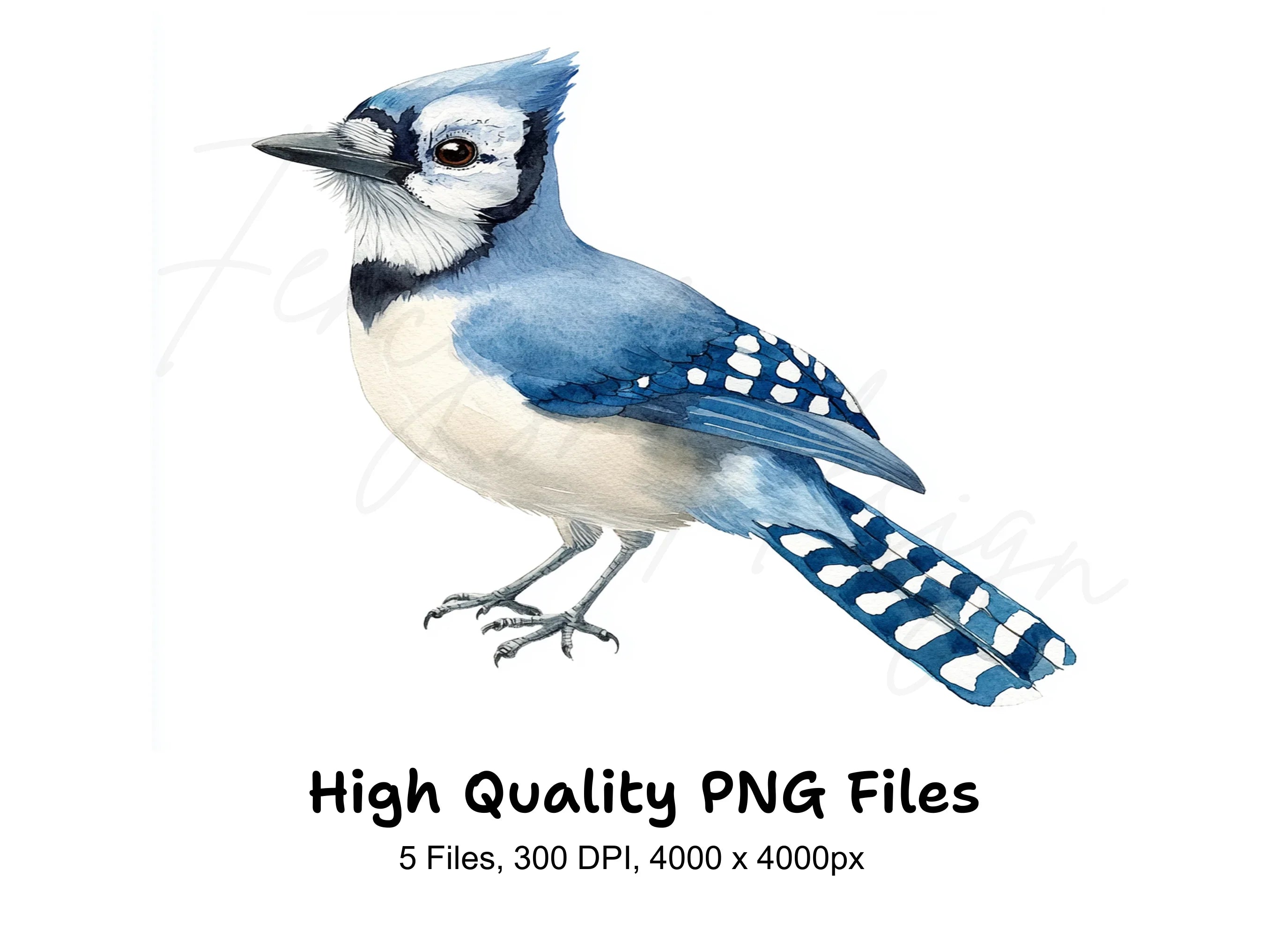 Blue Jay Bird Clipart Bundle
