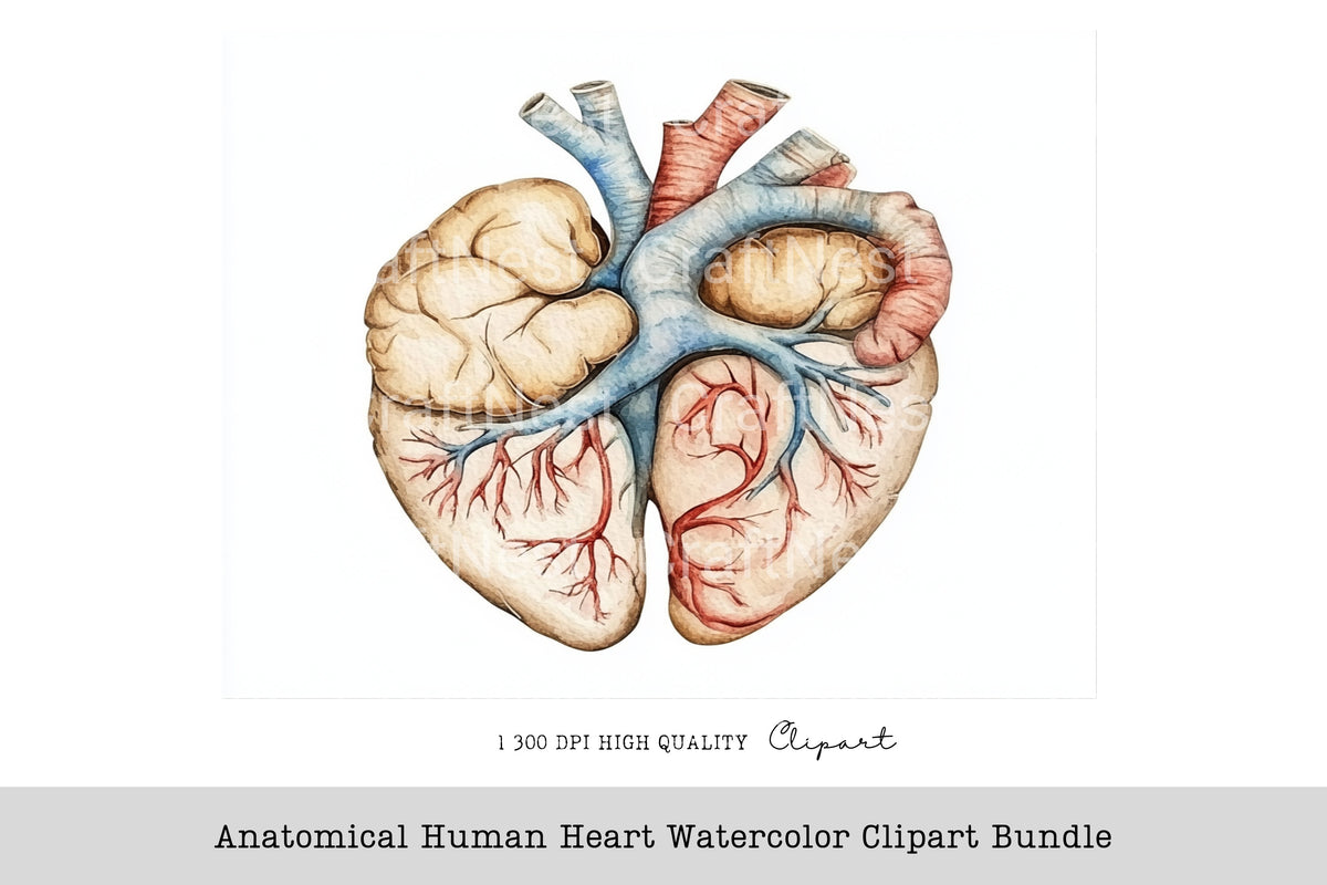 Anatomical Human Heart Clipart Bundle