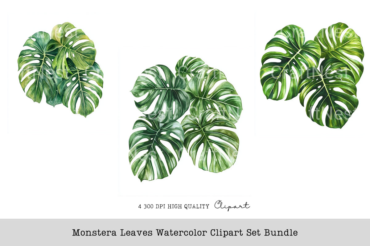 Monstera Leaves Clipart Bundle