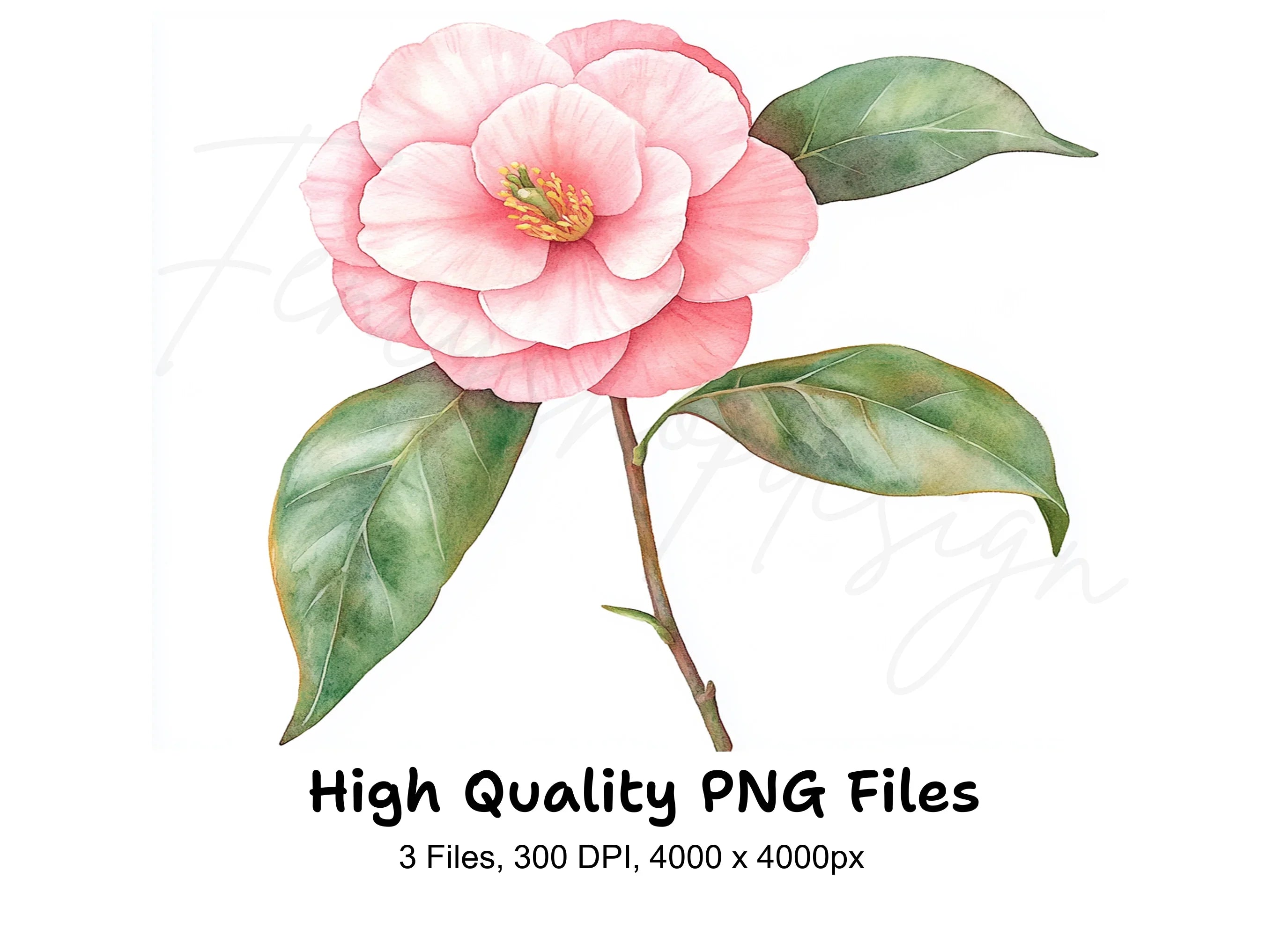 Pink Camellia Flower Clipart Bundle