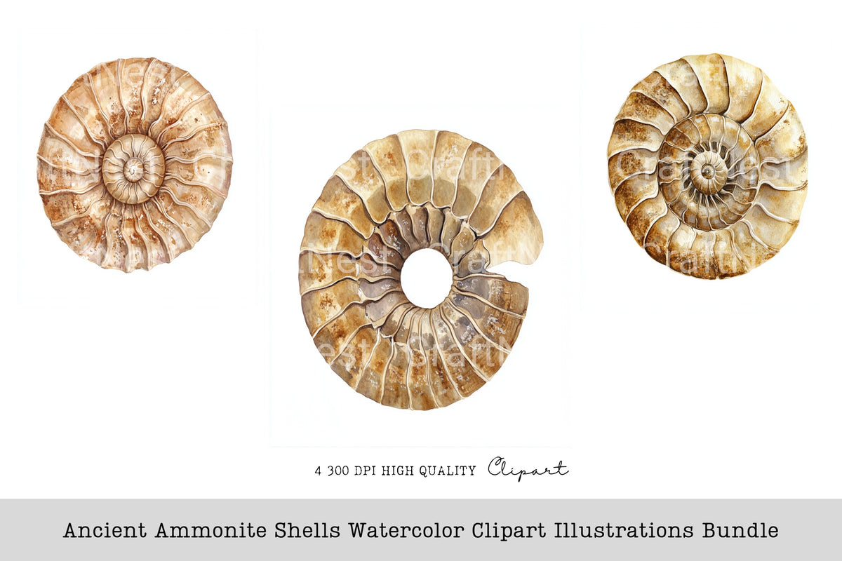 Ancient Ammonite Shells Illustrations Clipart Bundle