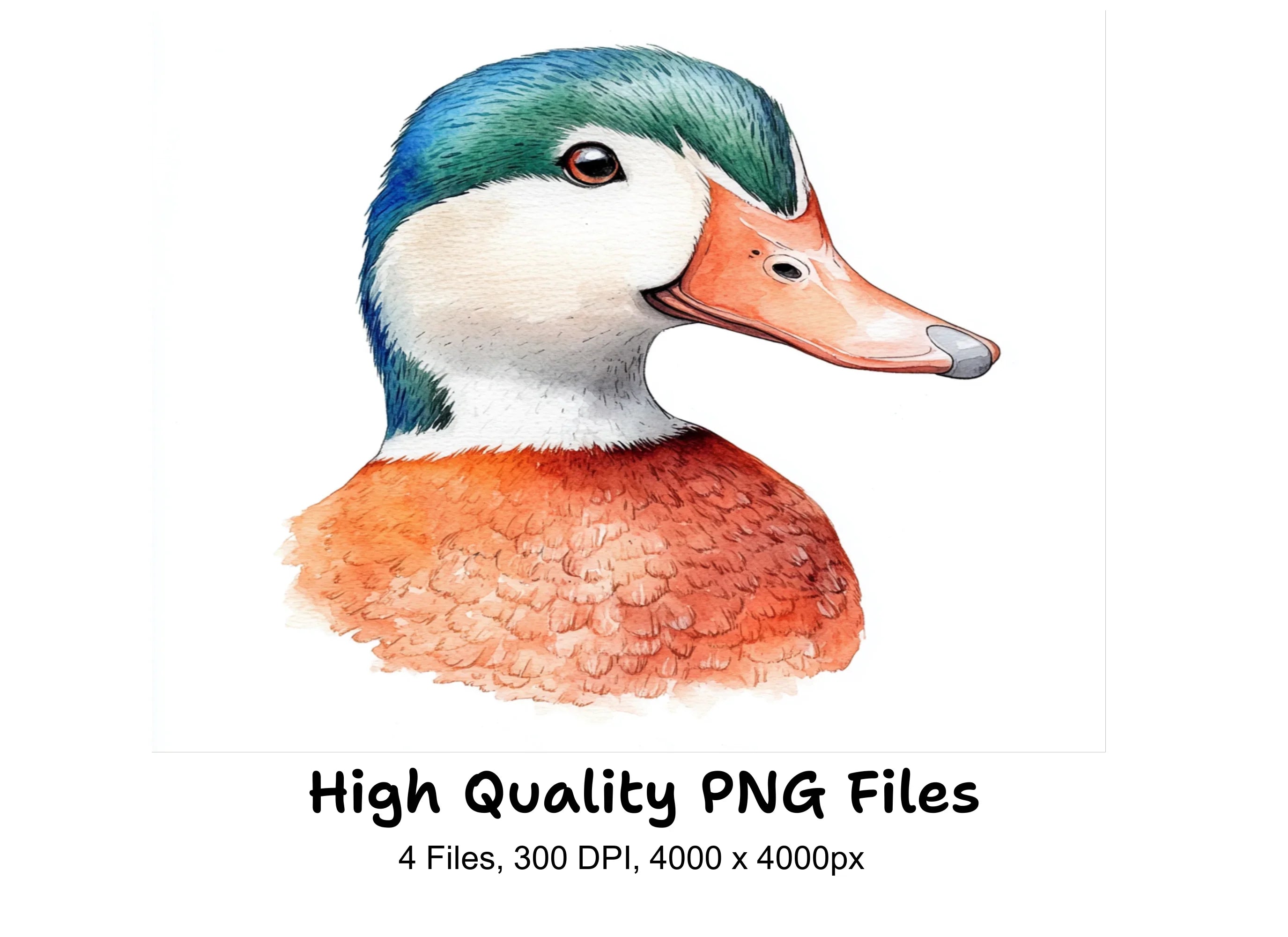 Wood Duck Heads Clipart Bundle