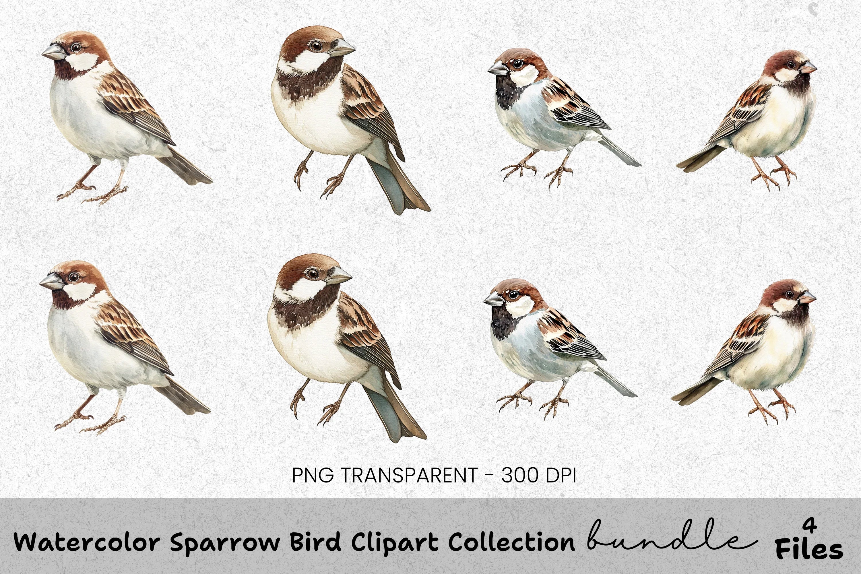 Sparrow Bird Clipart Bundle