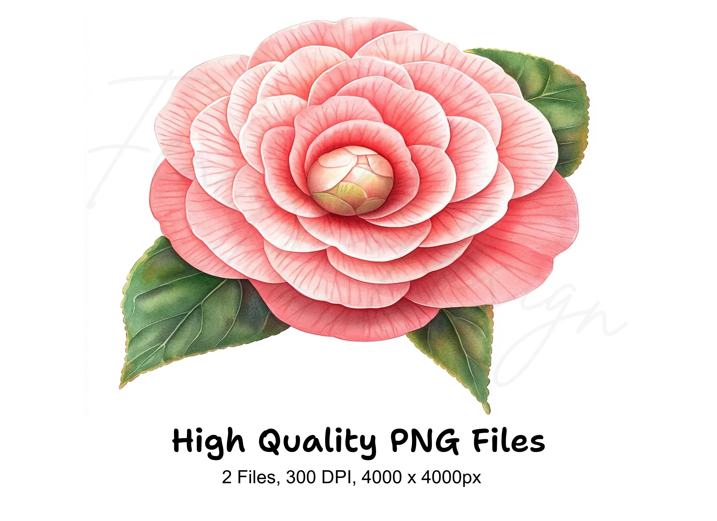 Vibrant Red Camellia Blossom Clipart Bundle