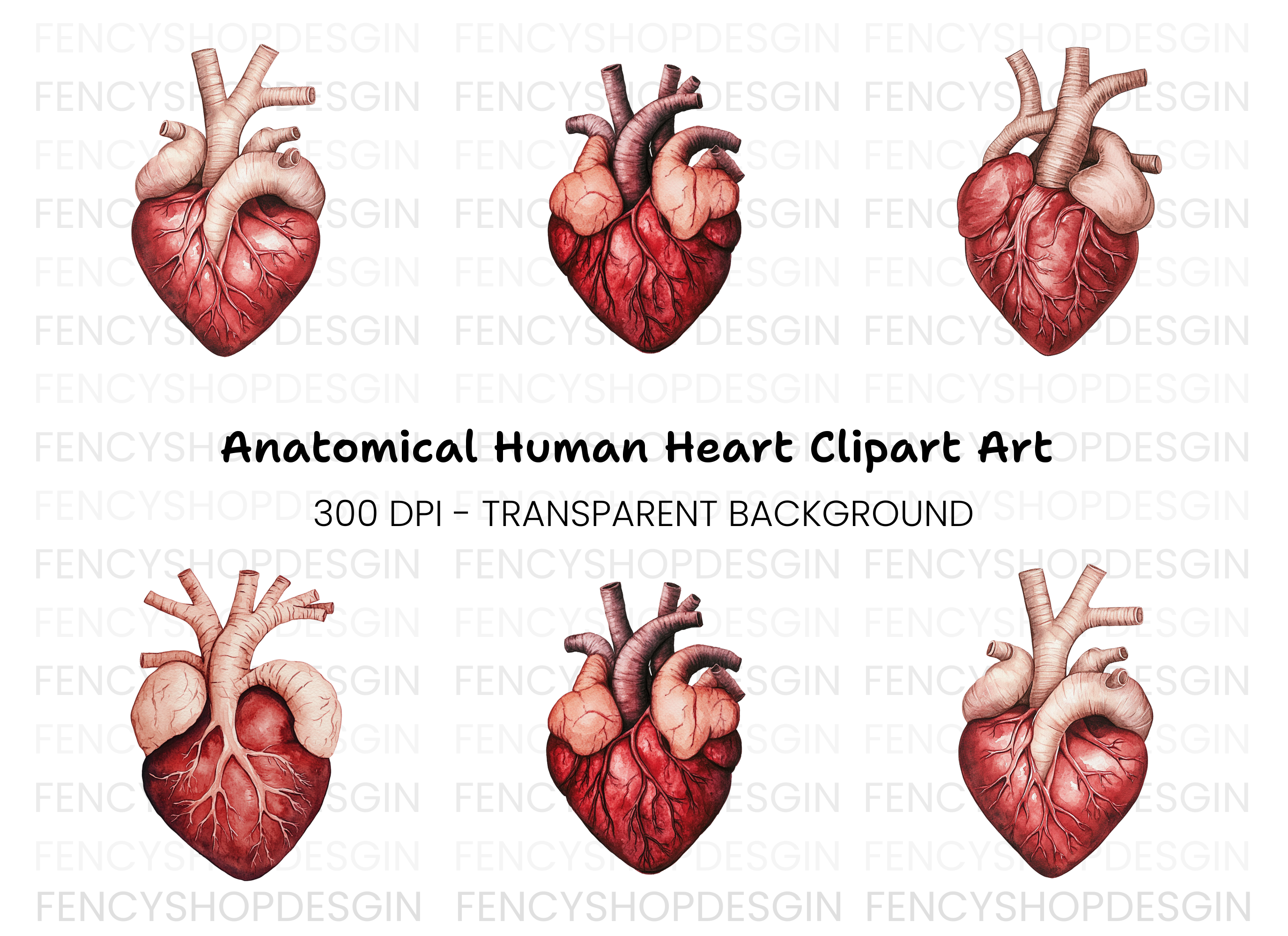 Anatomical Heart Clipart Bundle