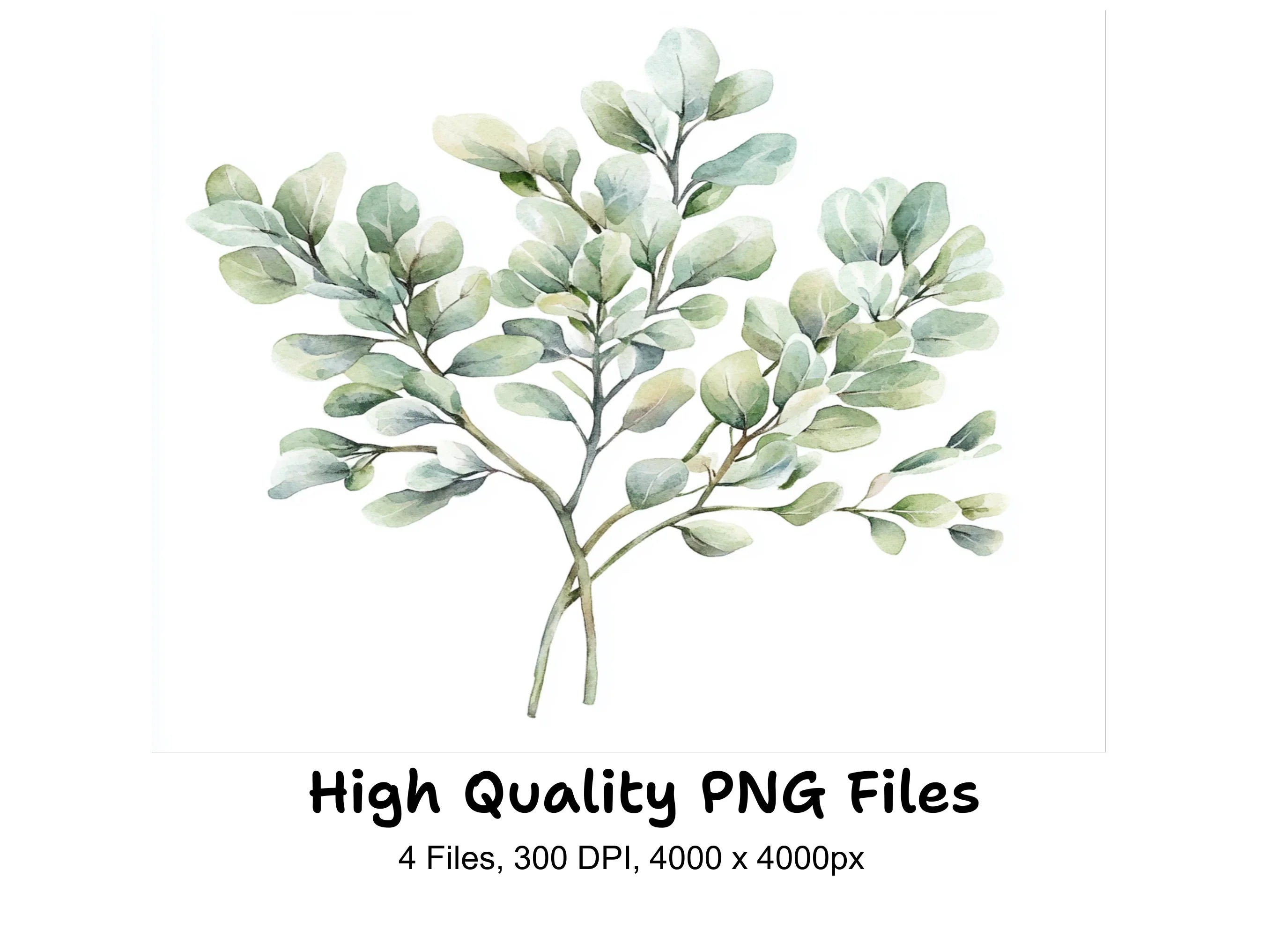 Eucalyptus Leaves Clipart Bundle