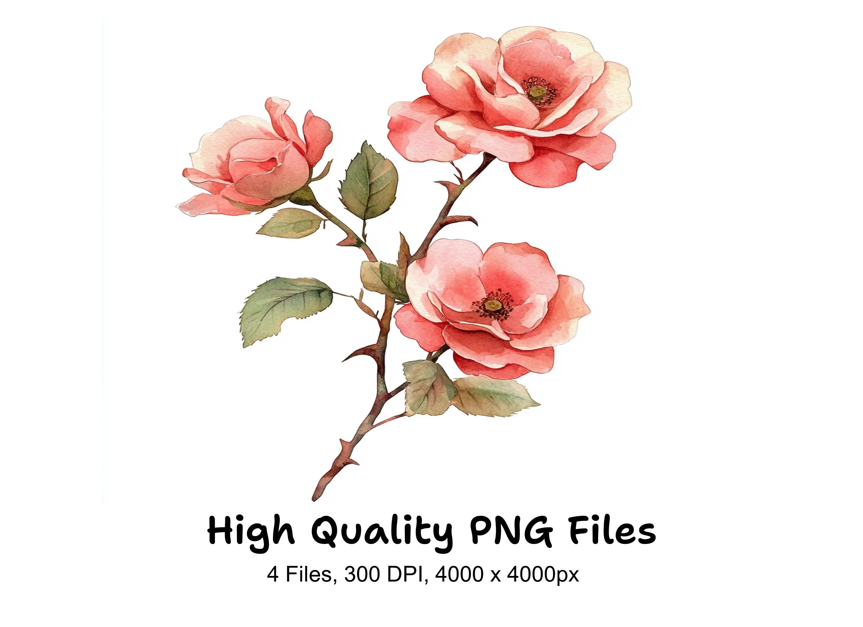 Pink Rose Clipart Bundle