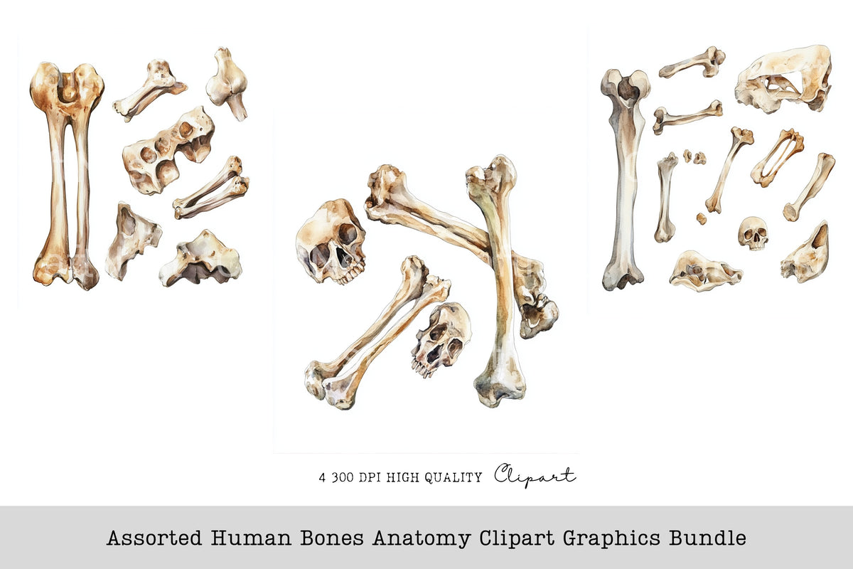 Assorted Human Bones Anatomy Graphics Clipart Bundle
