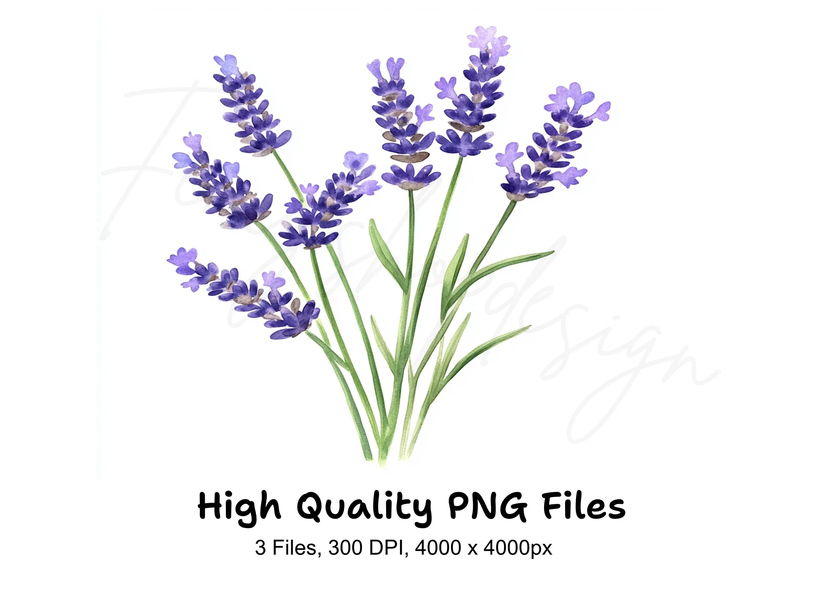 Lavender Flower Clipart Bundle