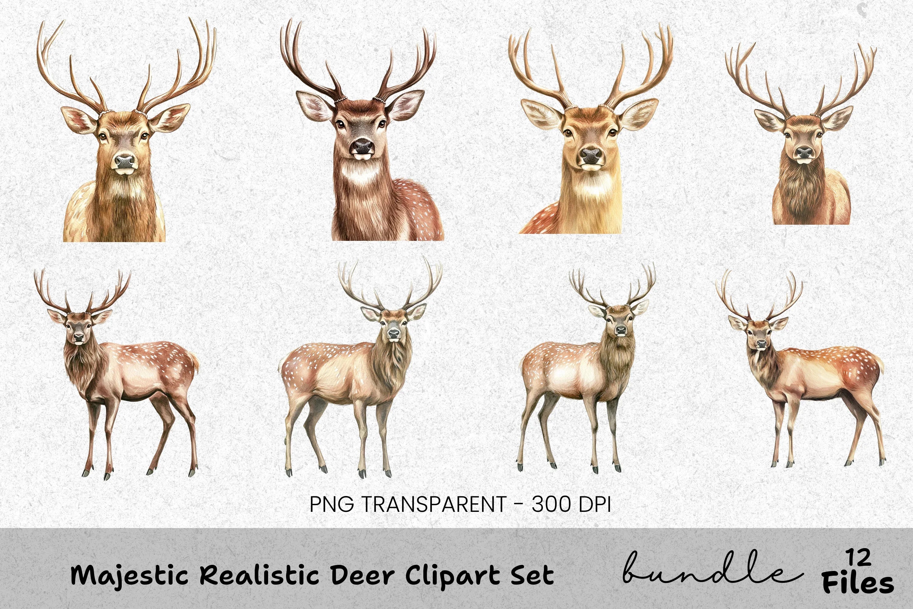 Majestic Realistic Deer Clipart Bundle