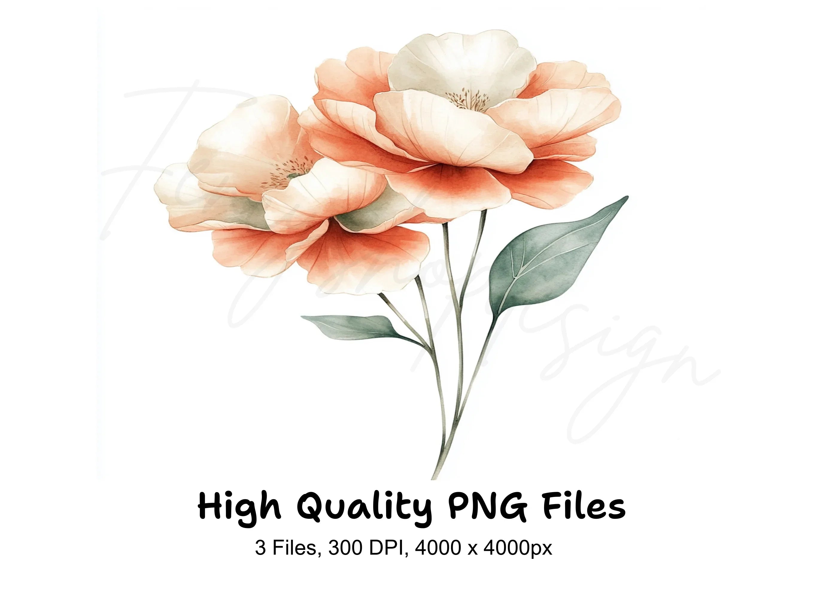 Elegant Peach Peony Clipart Bundle