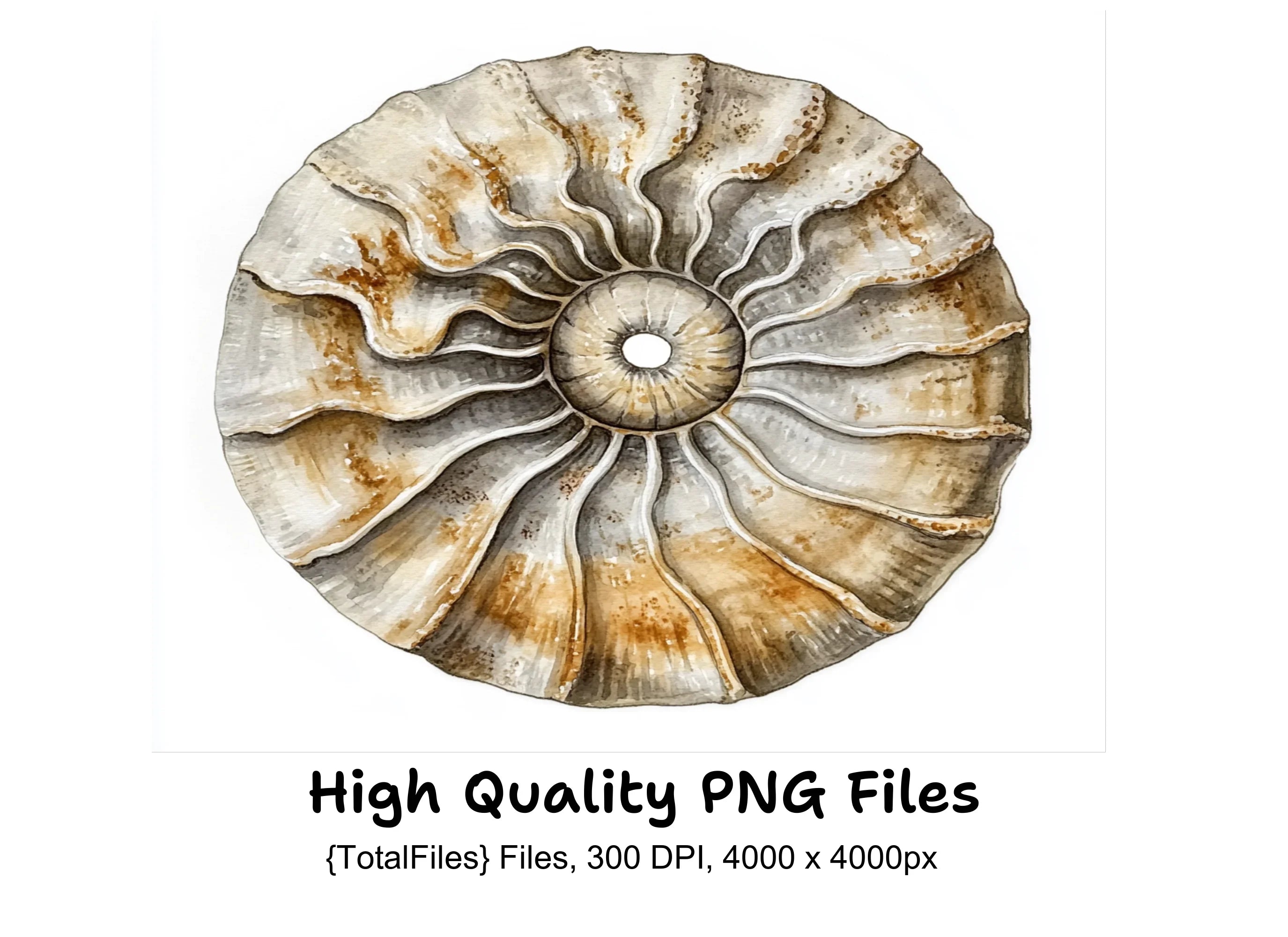 Ammonite Fossil Clipart Bundle