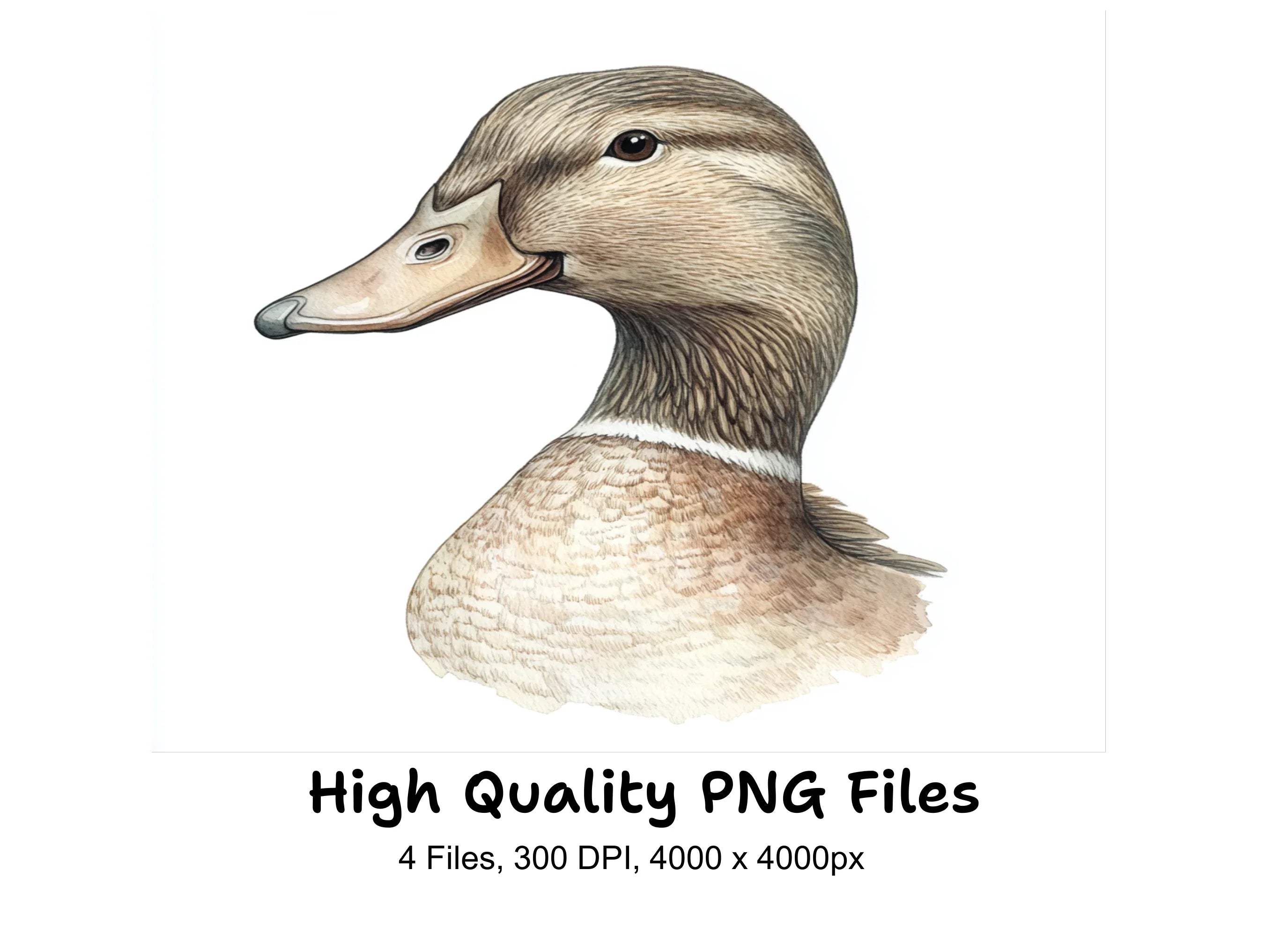 Mallard Duck Head Profile Clipart Bundle