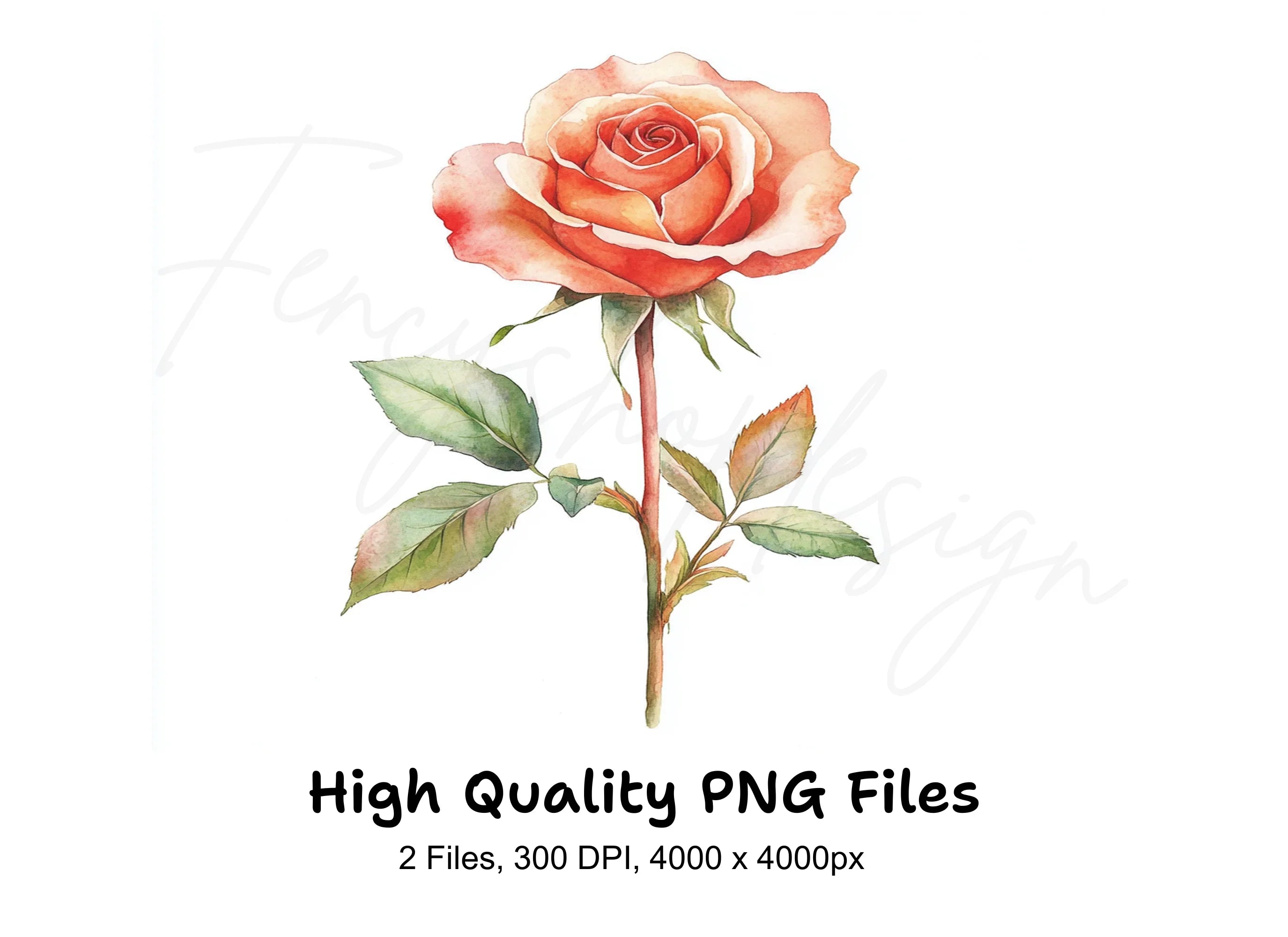 Peach Rose Clipart Bundle