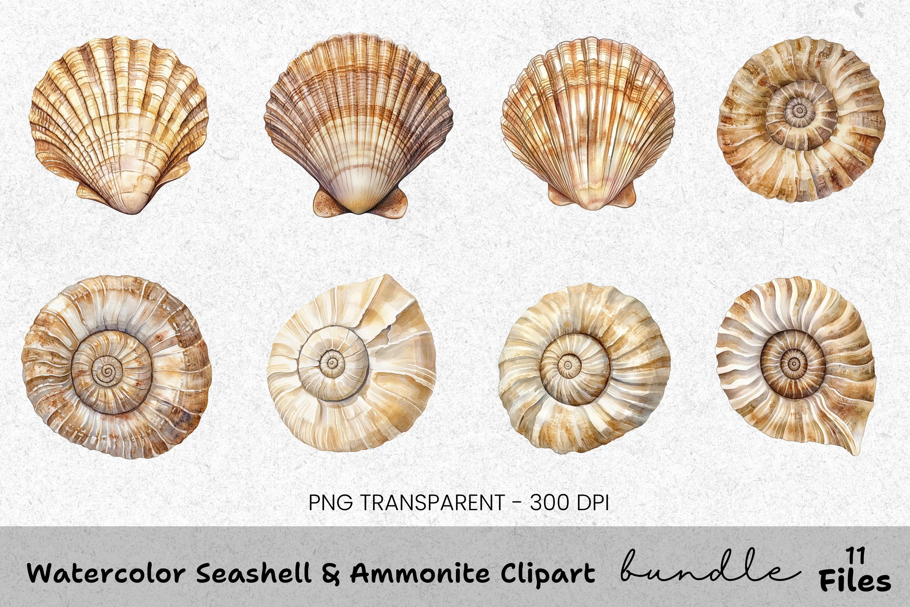Seashell Ammonite Clipart Bundle