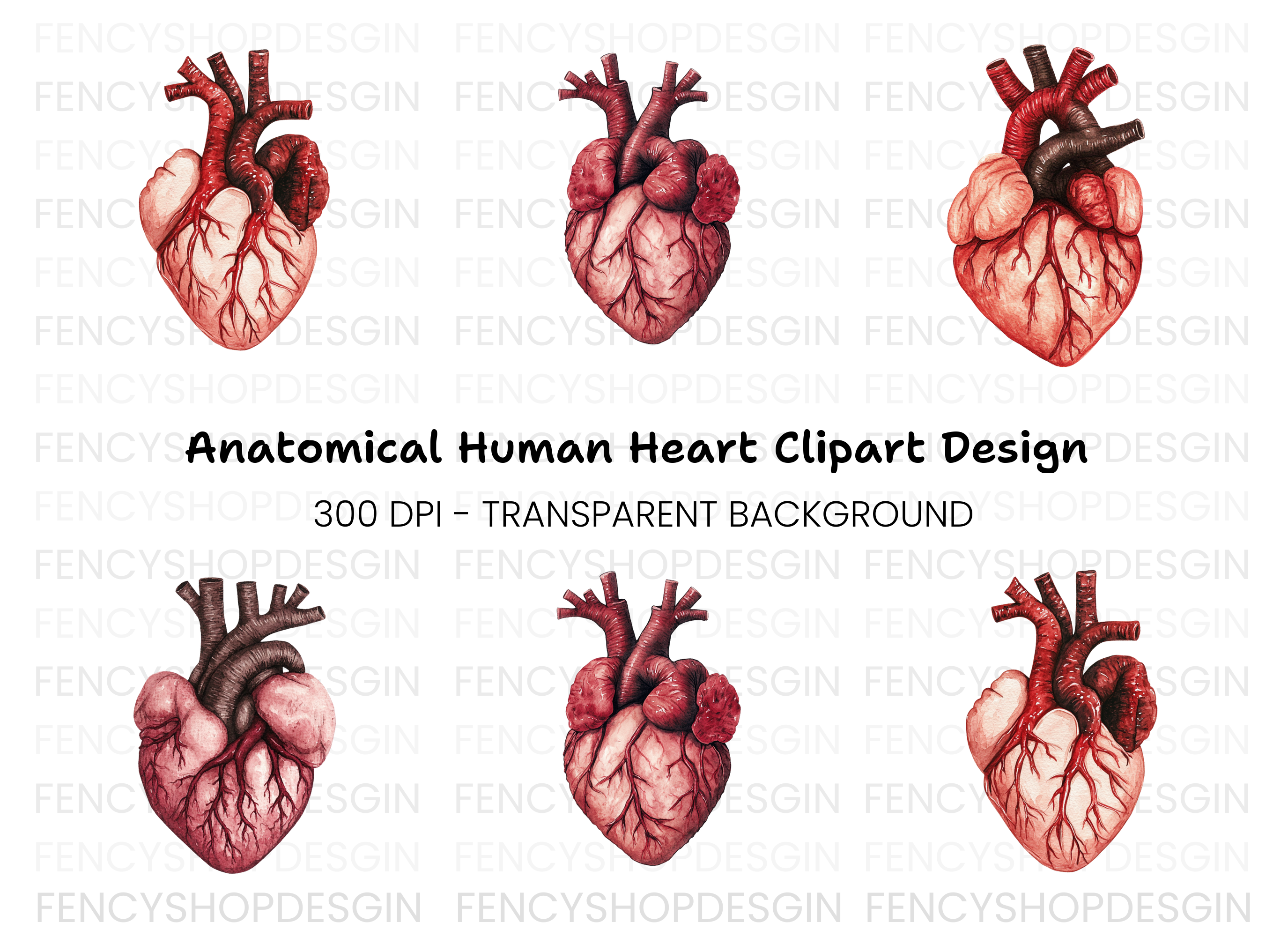 Anatomical Human Heart Clipart Bundle