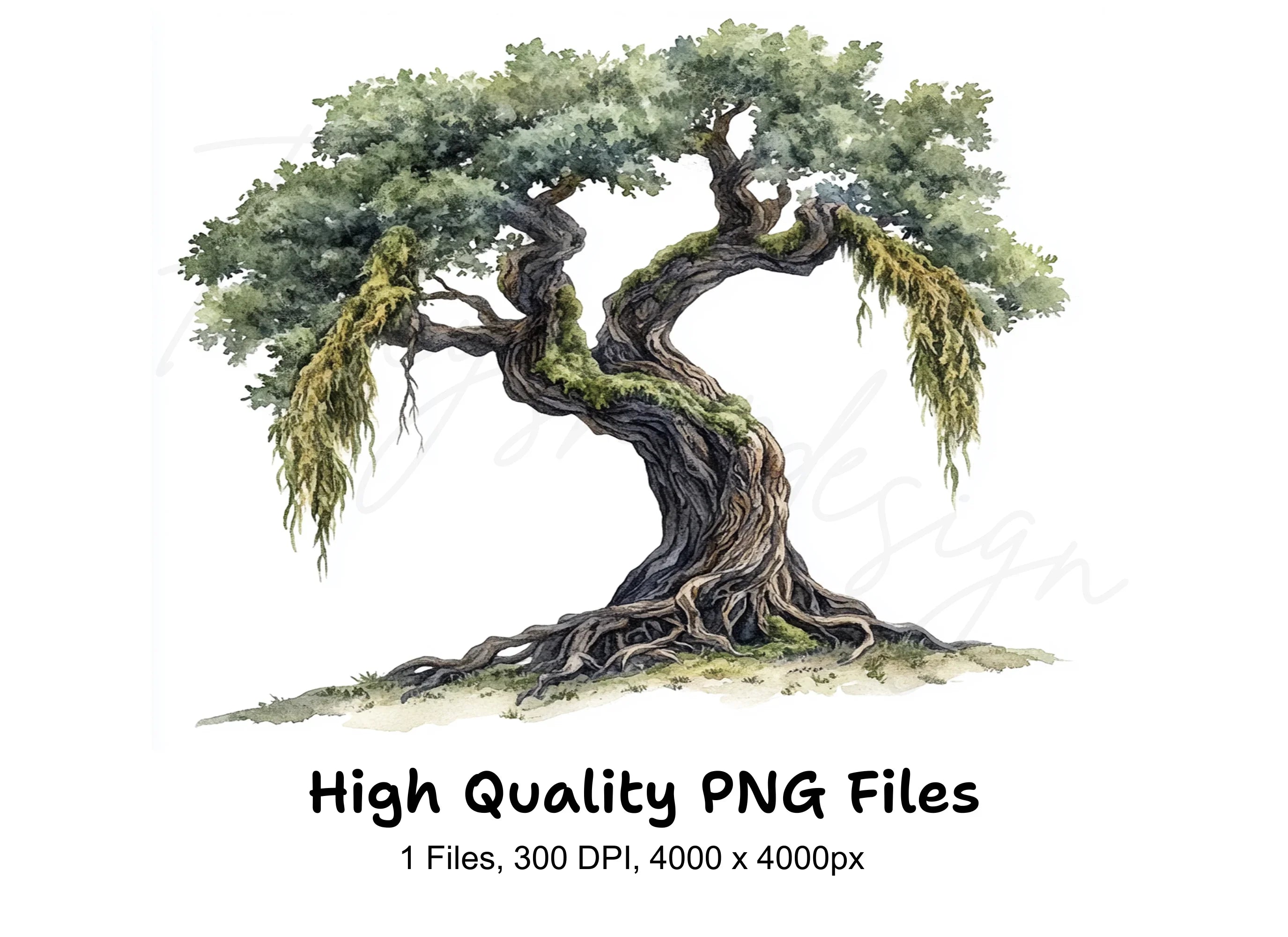 Ancient Oak Tree Clipart Bundle