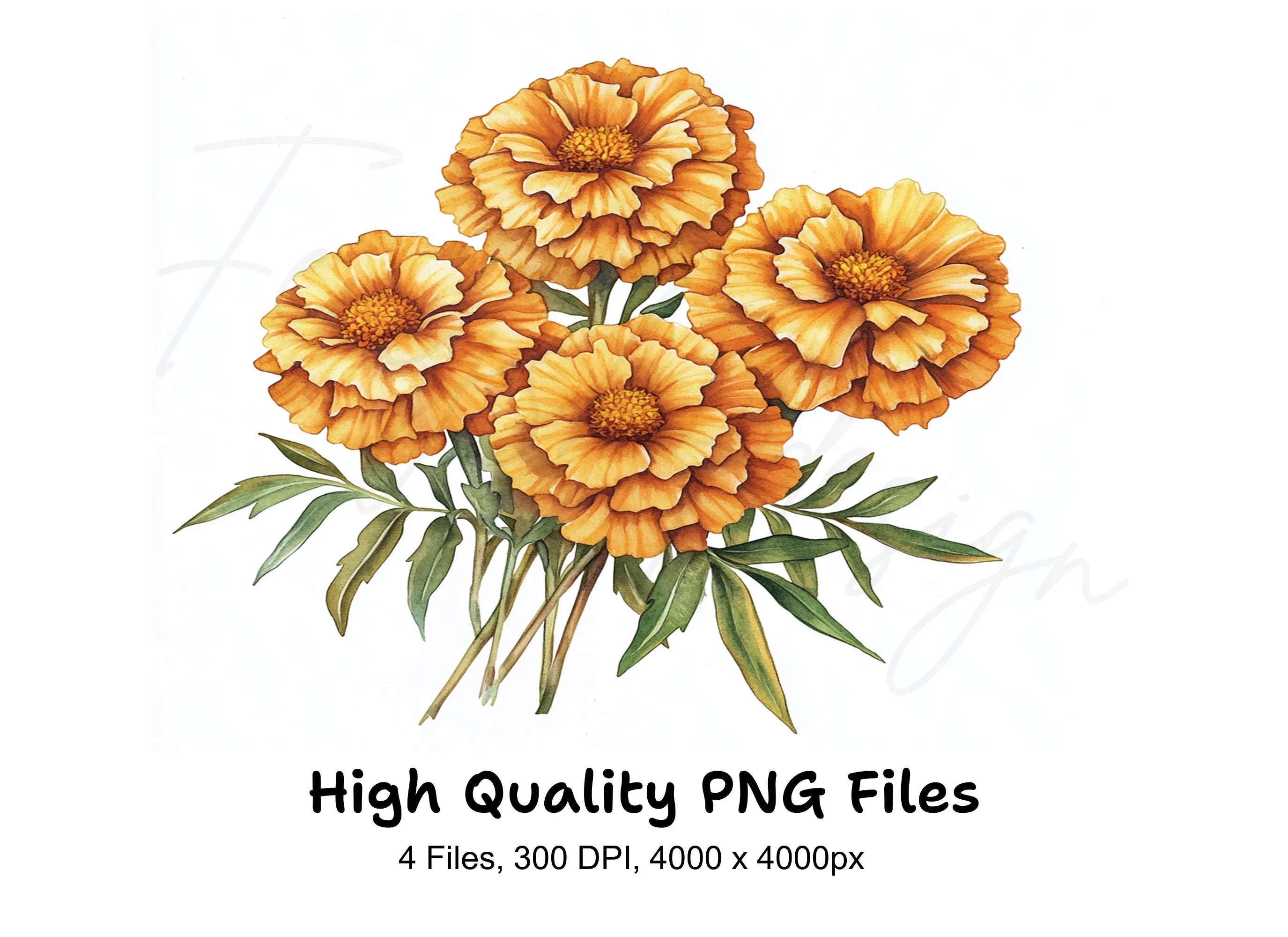 Vibrant Orange Marigold Flower Clipart Bundle