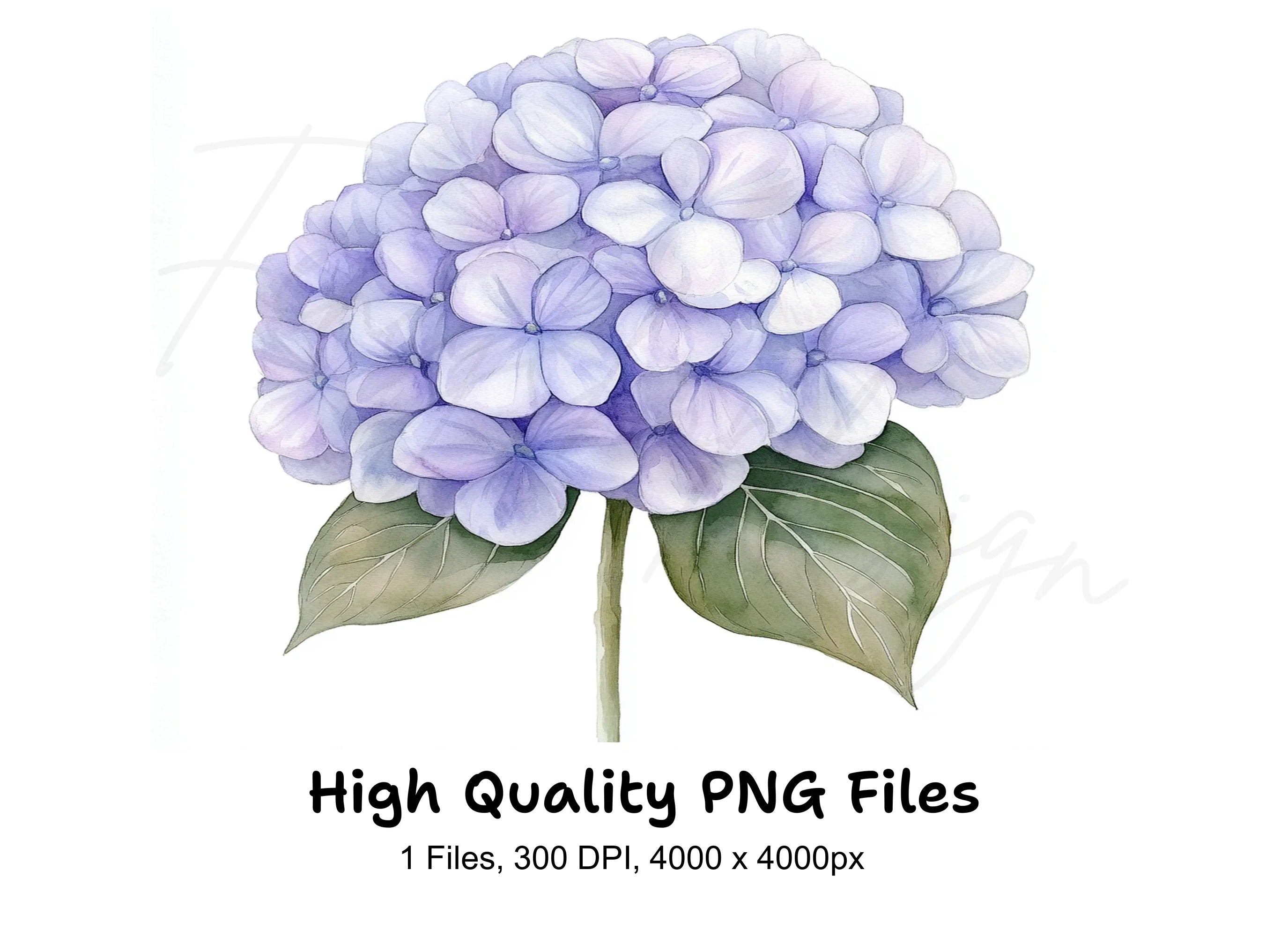 Purple Hydrangea Clipart Bundle
