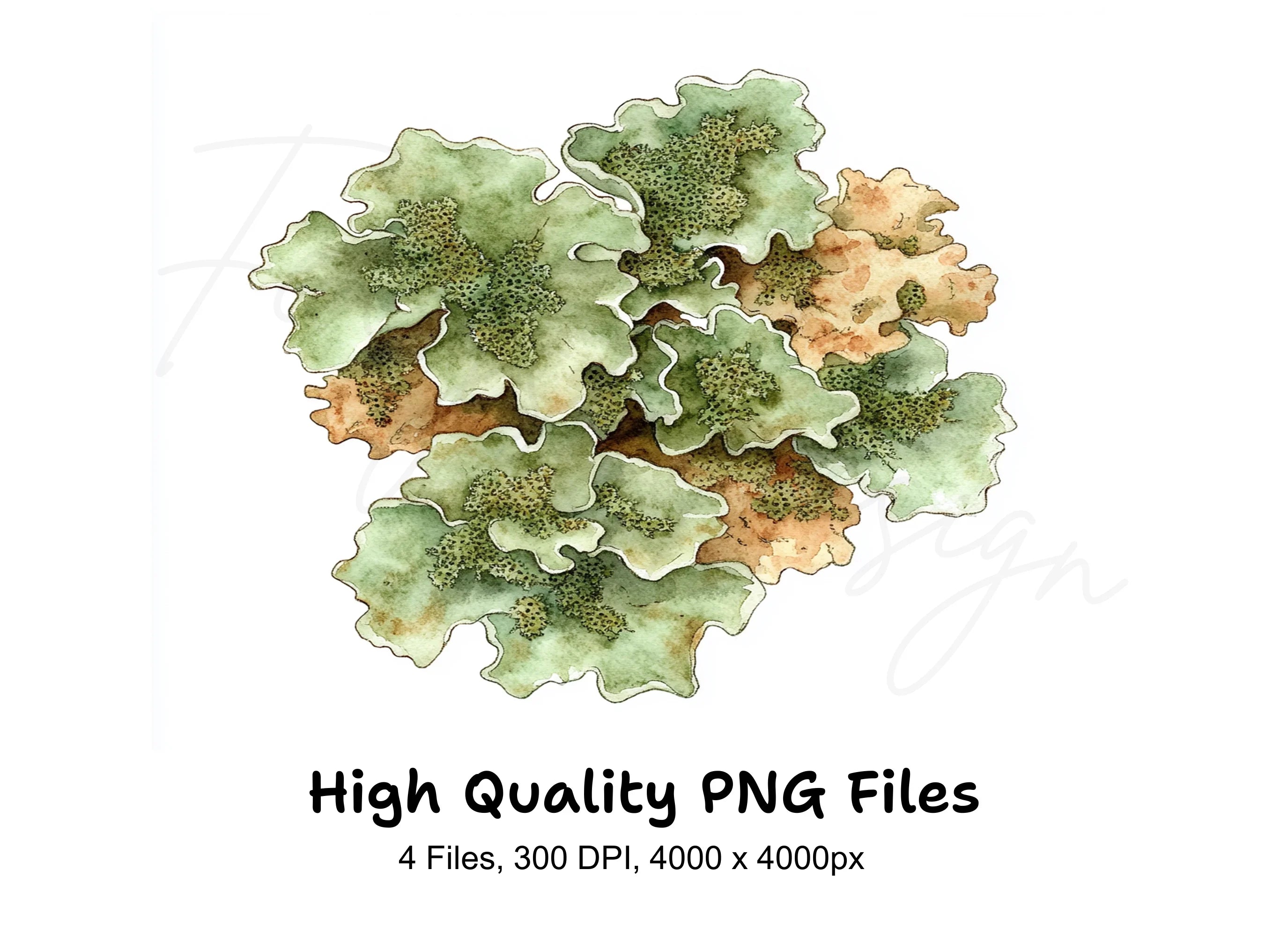 Lichen Clipart Bundle