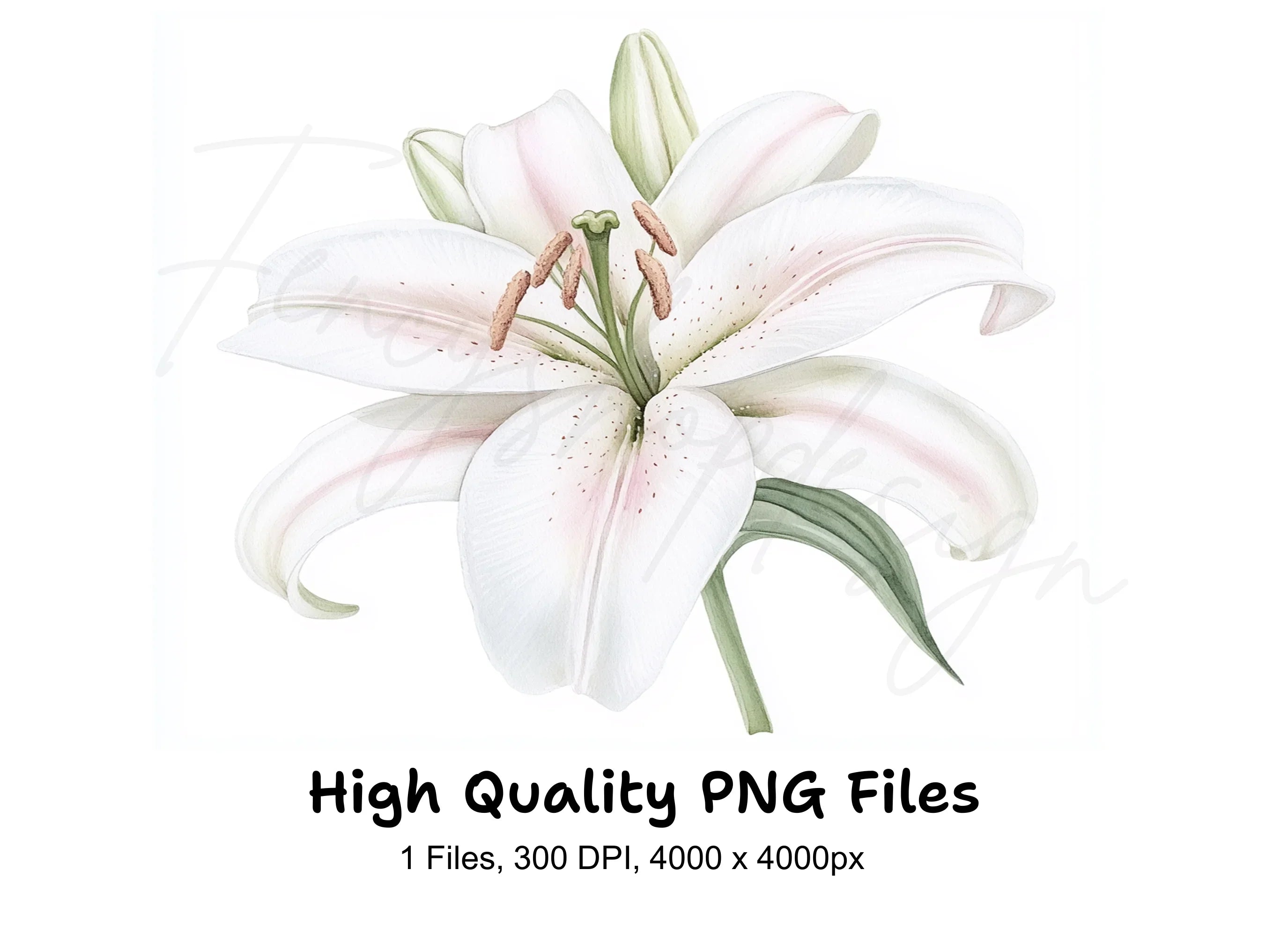 Graceful White Lily Clipart Bundle