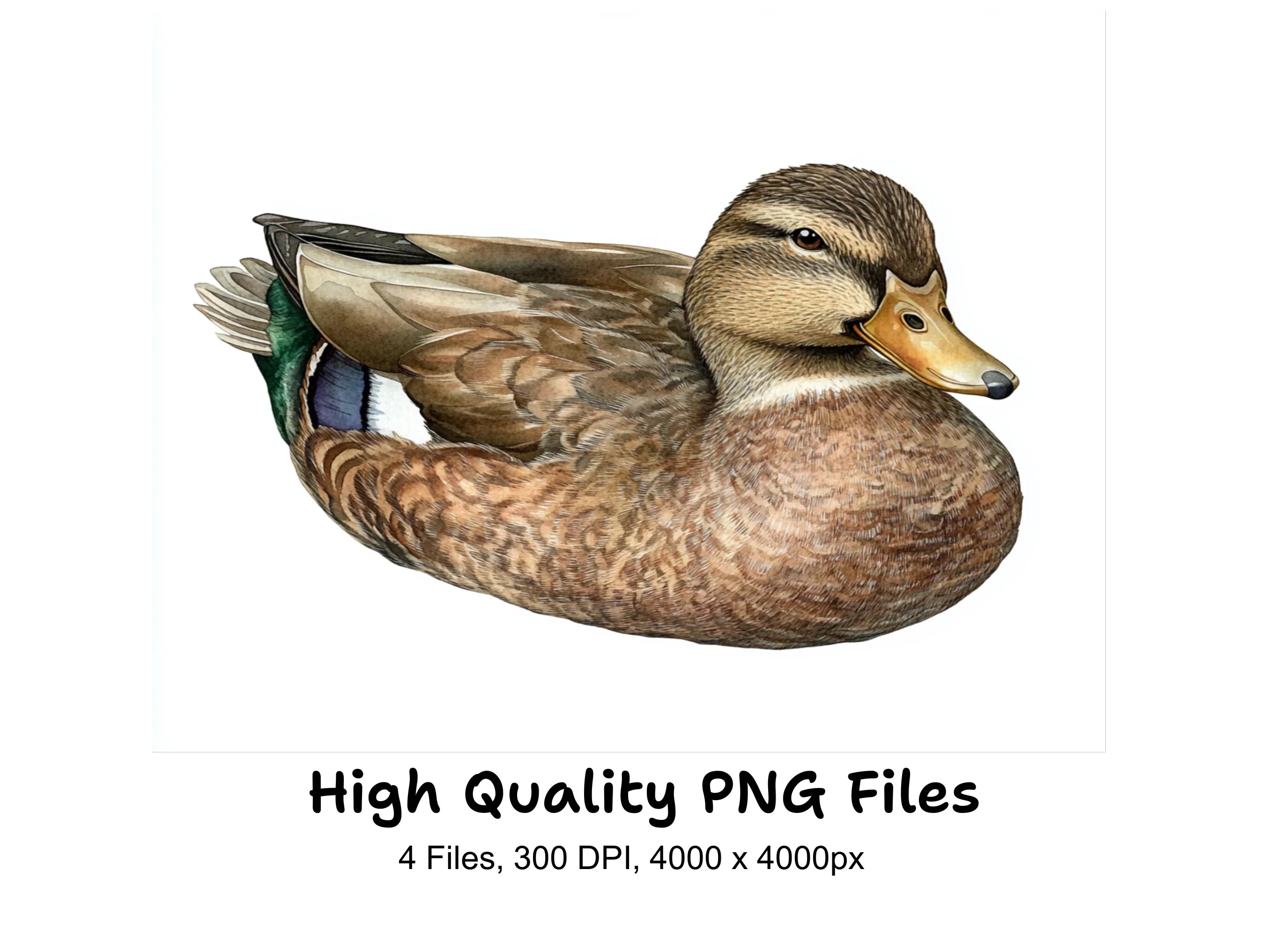 Realistic Mallard Duck Clipart Bundle