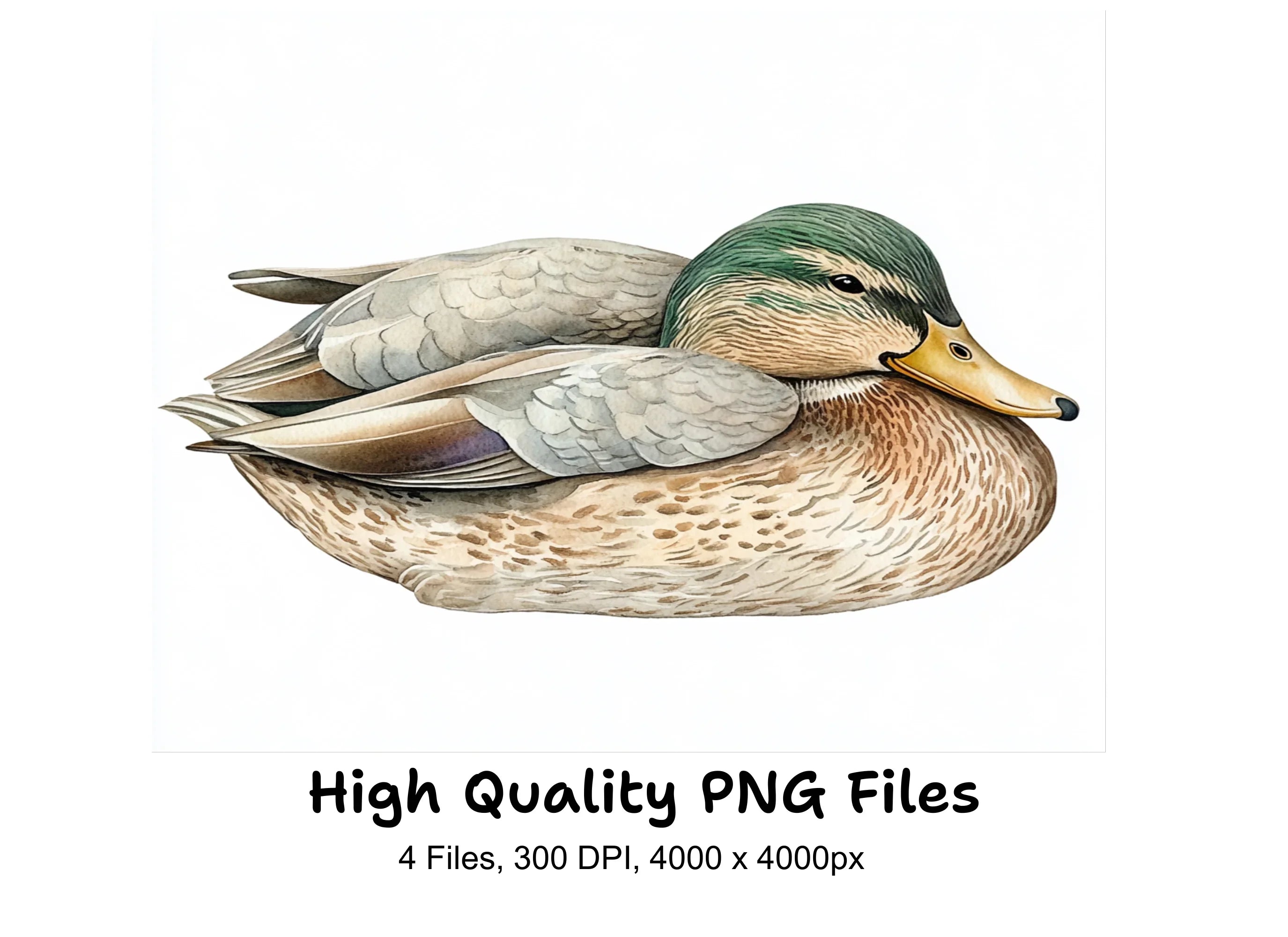 Mallard Duck Clipart Bundle