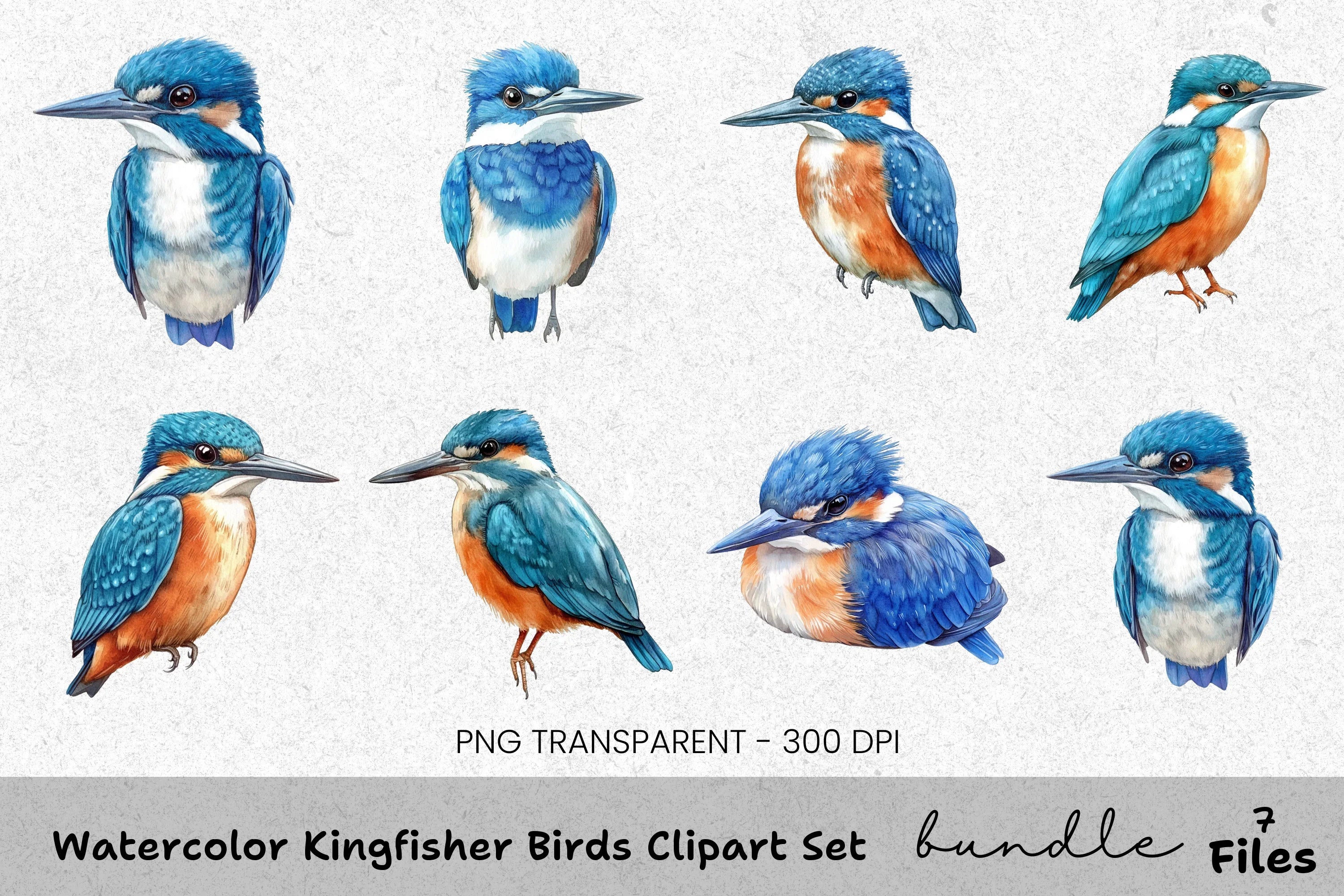 Kingfisher Birds Clipart Bundle