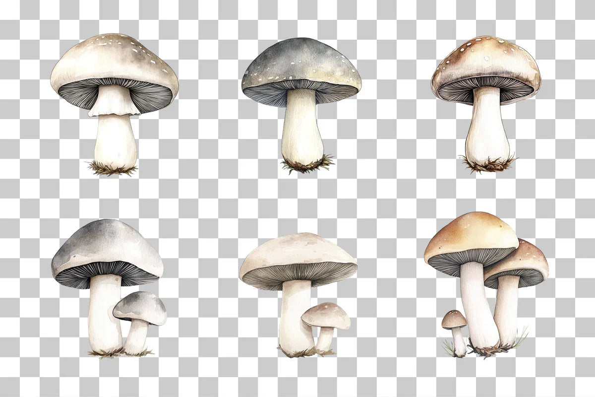 Mushroom Line Art Illustration Clipart Bundle - CraftNest - Digital Crafting and Art