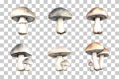 Mushroom Line Art Illustration Clipart Bundle - CraftNest - Digital Crafting and Art