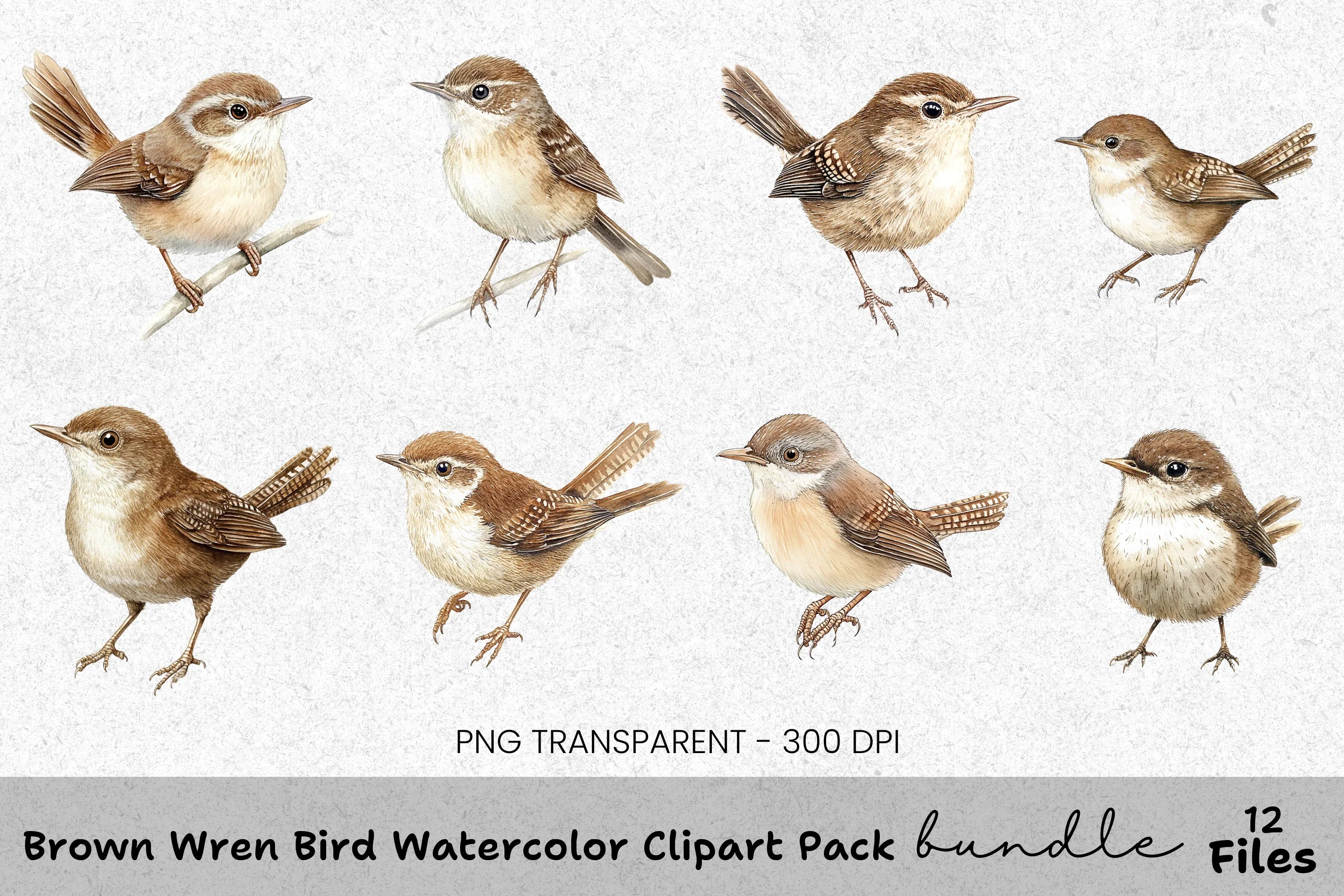 Brown Wren Bird Clipart Bundle