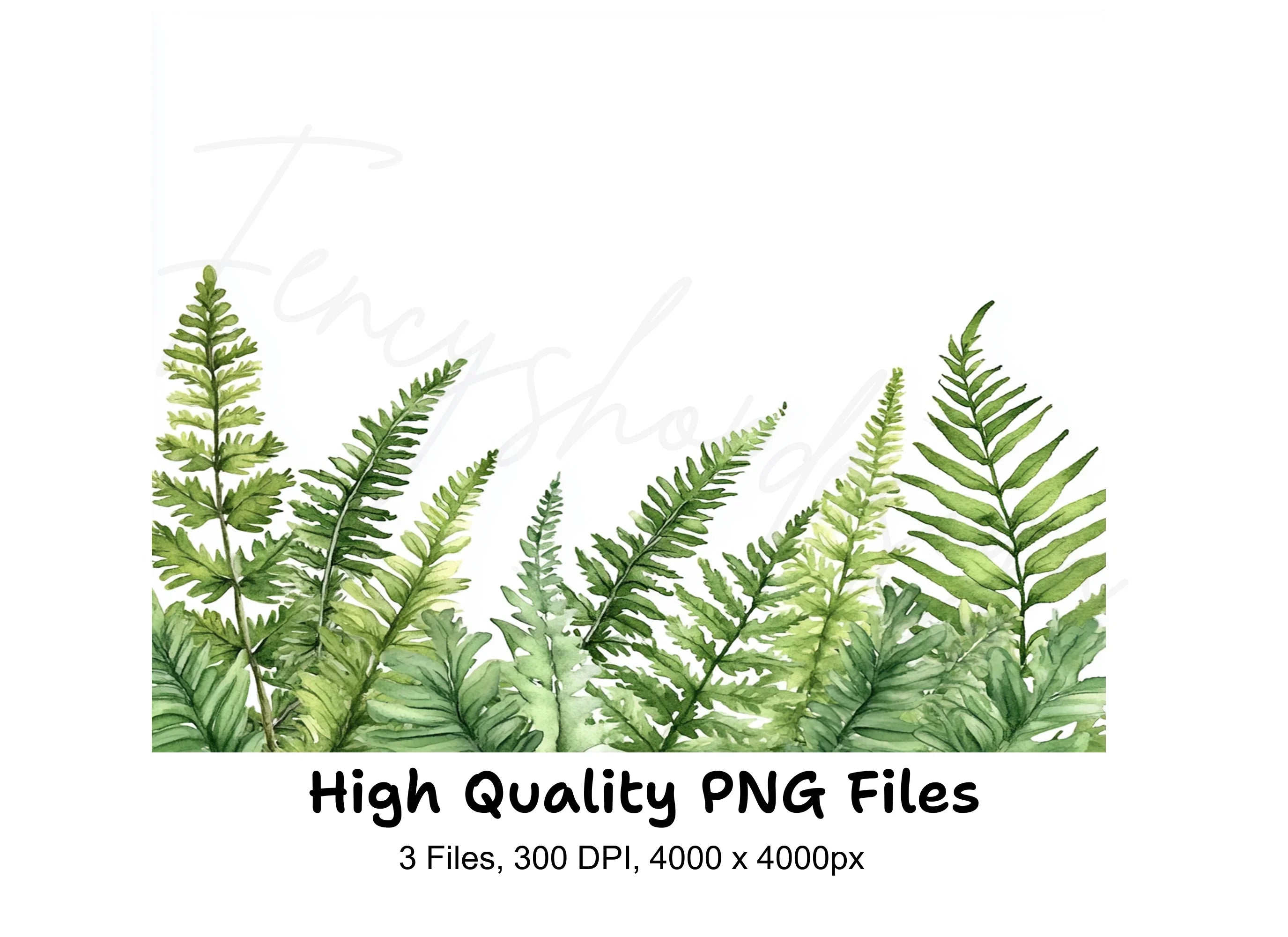 Fern Border Clipart Bundle