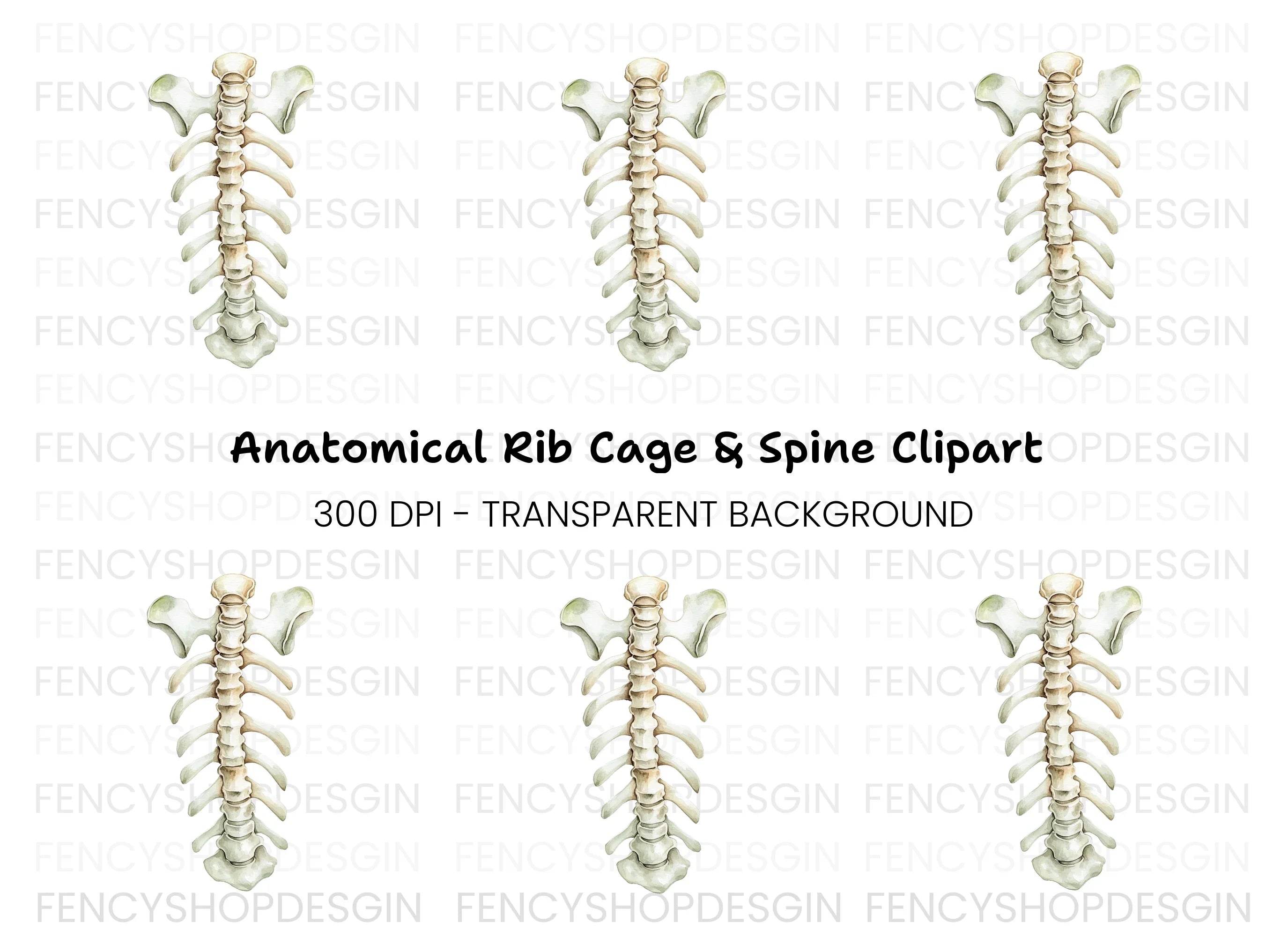Human Spine and Ribs Clipart Bundle