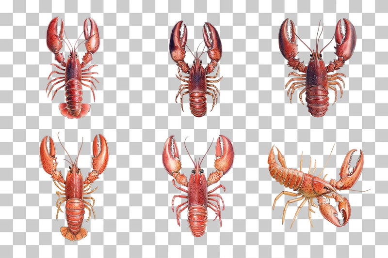 Red Lobster Marine Life Clipart Bundle - CraftNest - Digital Crafting and Art