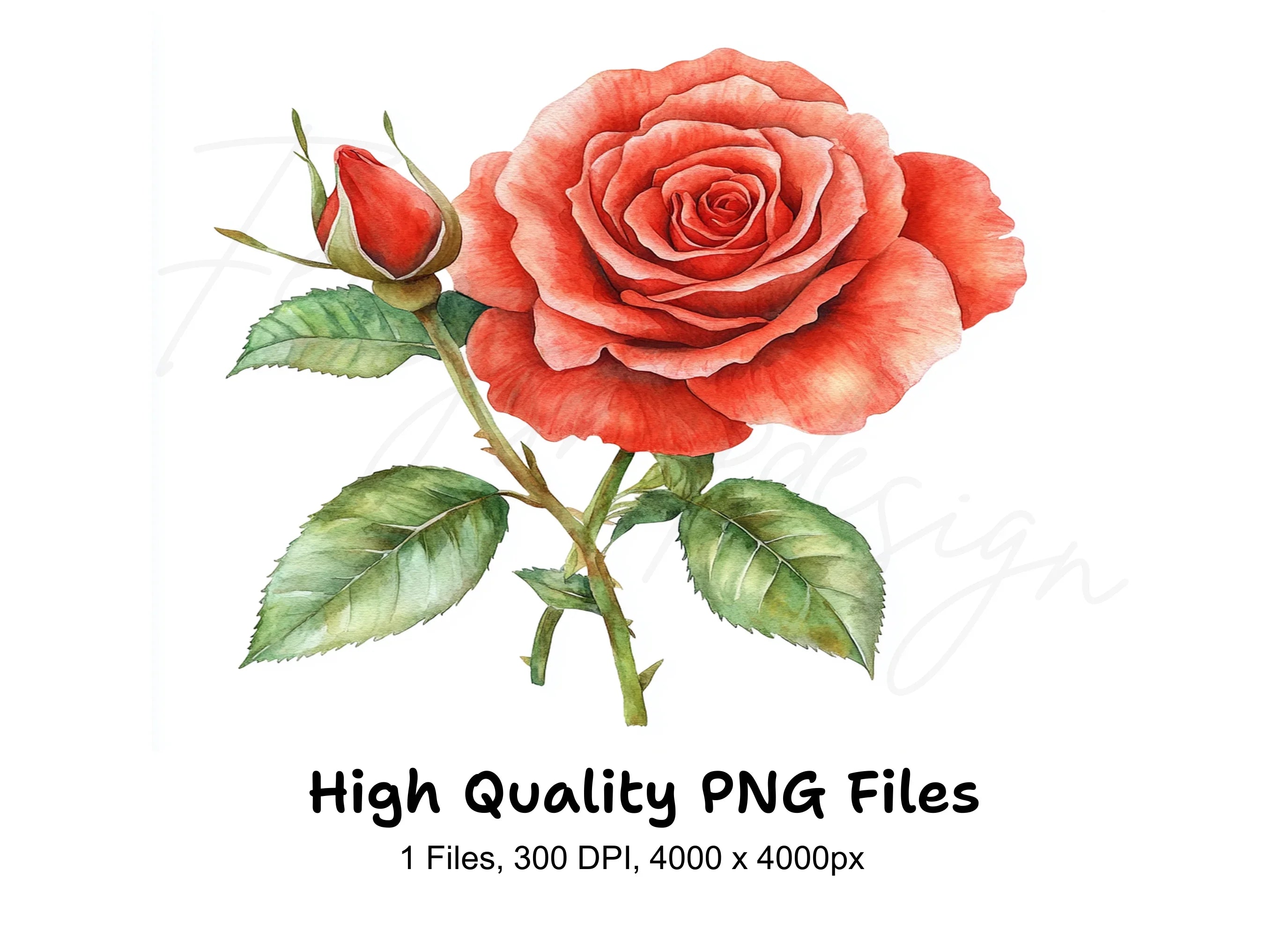 Beautiful Red Rose with Bud Clipart Bundle