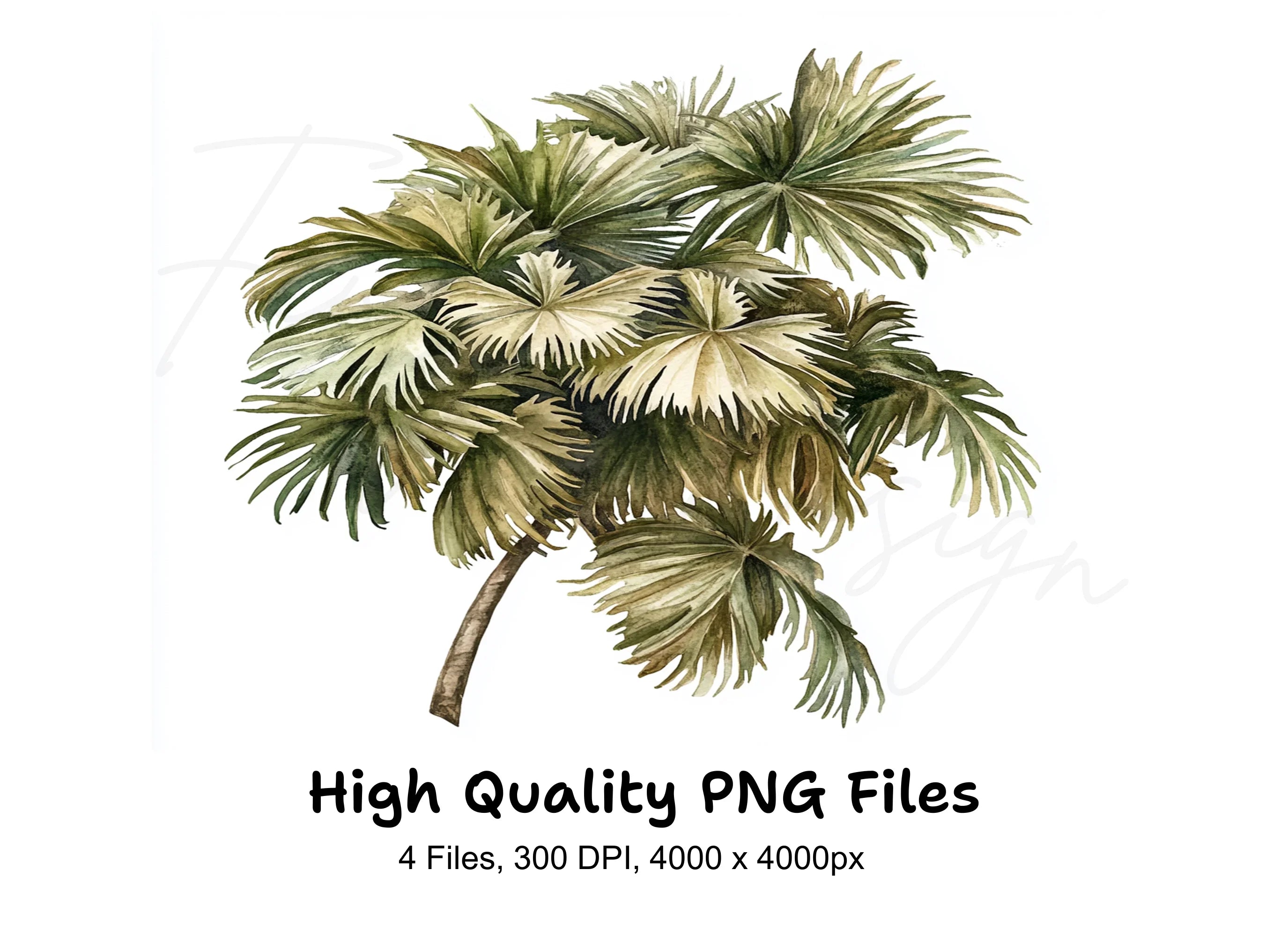 Dried Palm Leaves Clipart Bundle