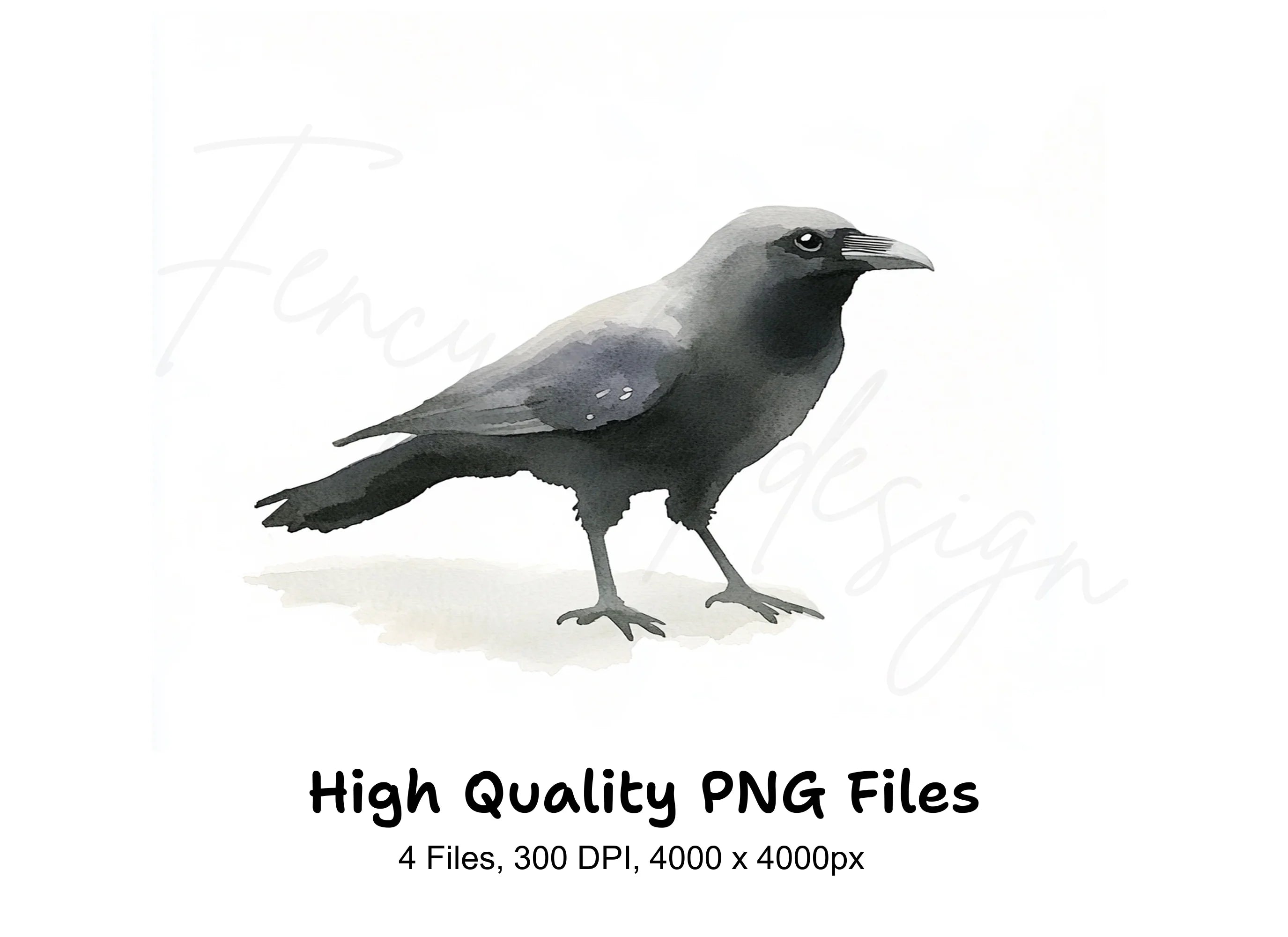 Jackdaw Bird Clipart Bundle