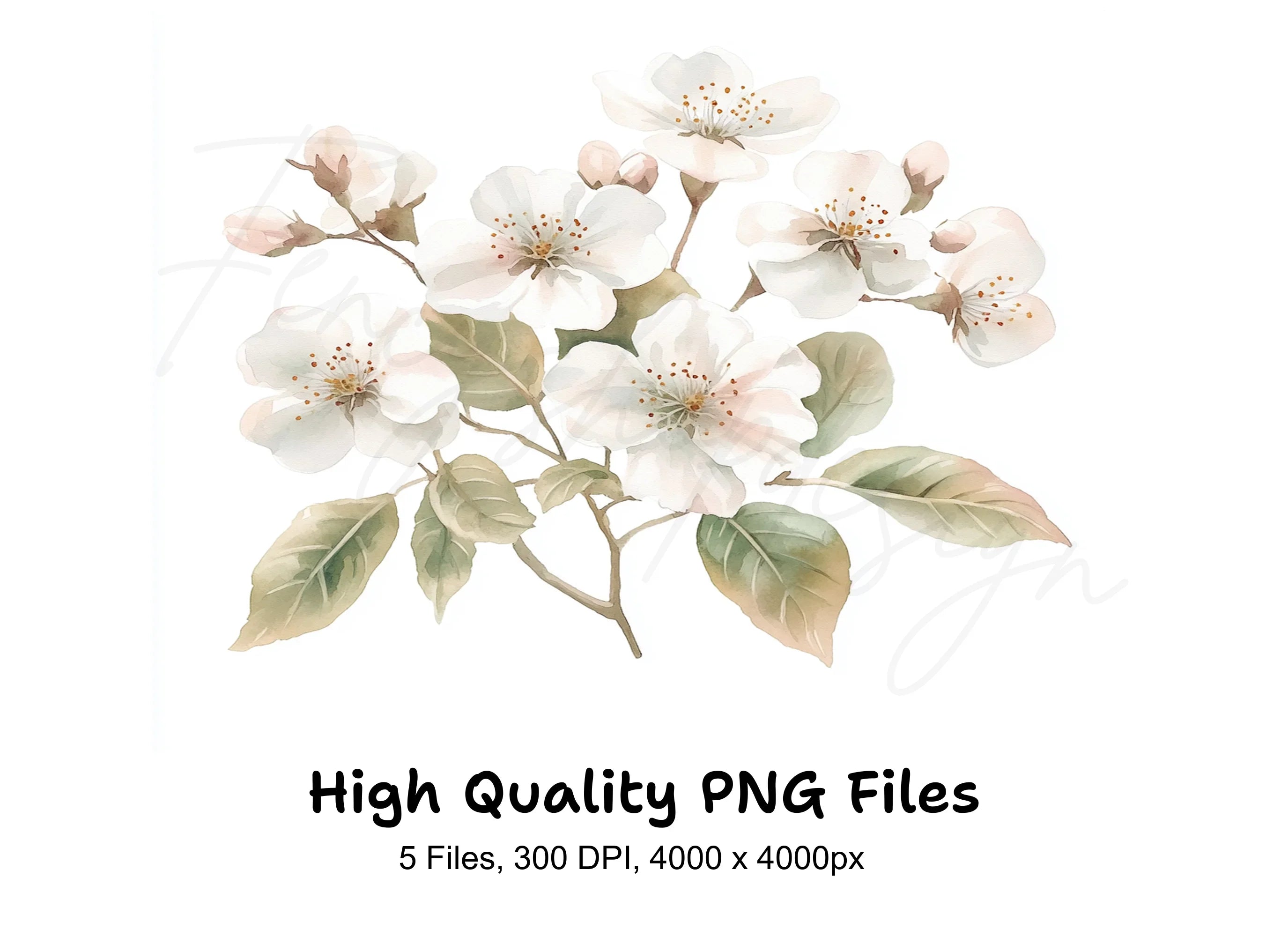 Delicate White Cherry Blossom Clipart Bundle