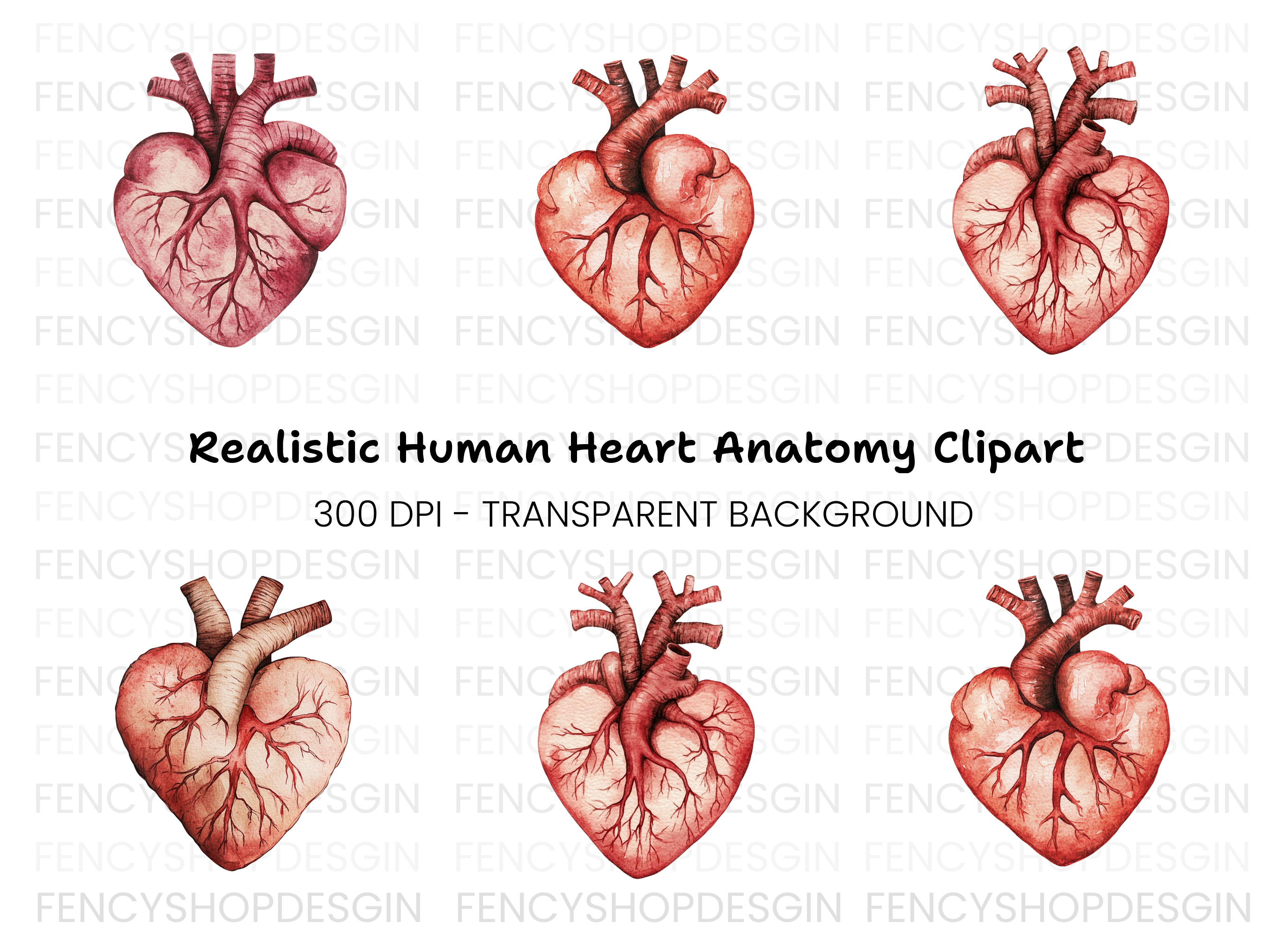 Anatomical Heart Clipart Bundle