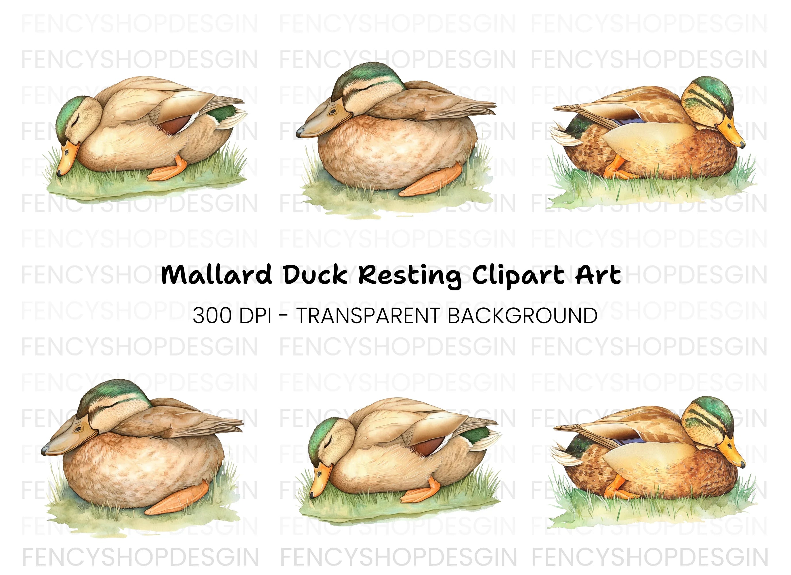 Sleeping Mallard Ducks Clipart Bundle