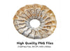 Ammonite Fossil Clipart Bundle