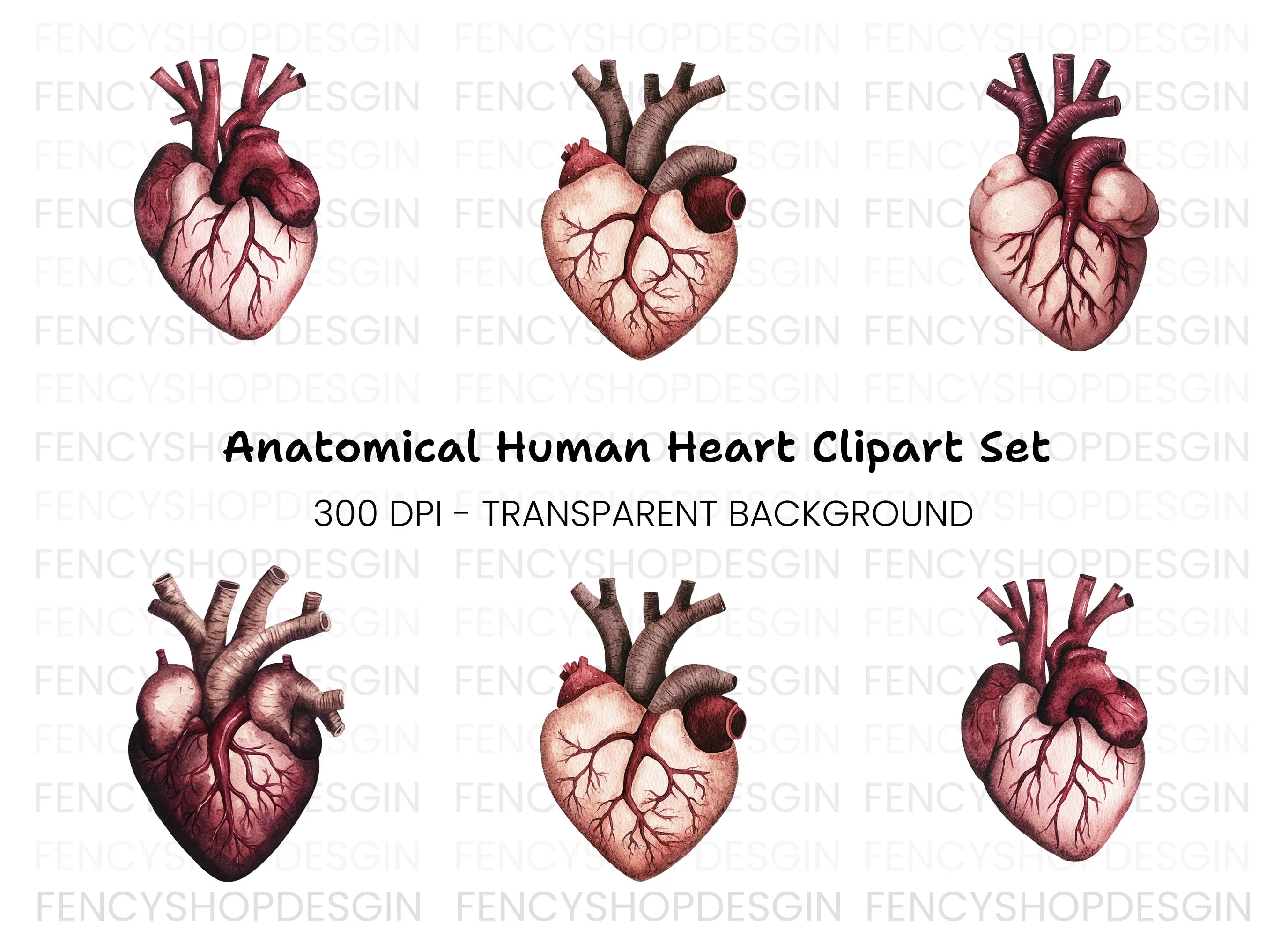 Anatomical Human Heart Clipart Bundle