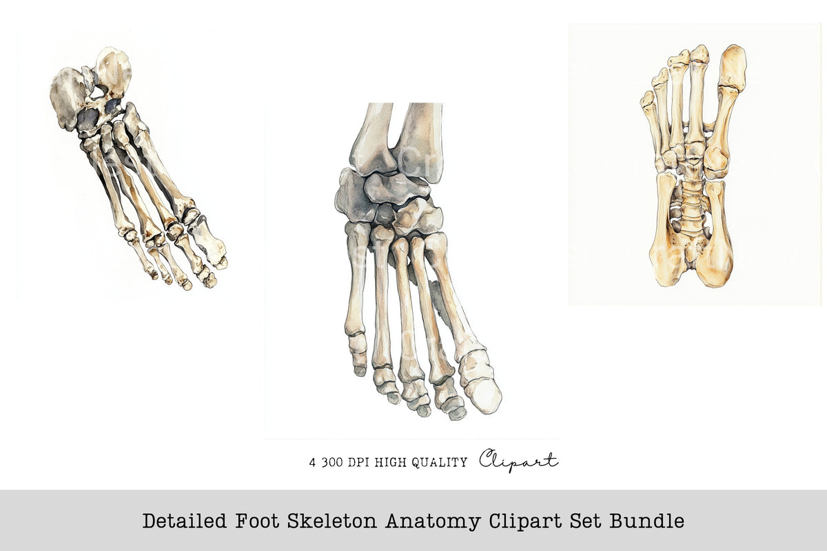 Detailed Foot Skeleton Anatomy Clipart Bundle