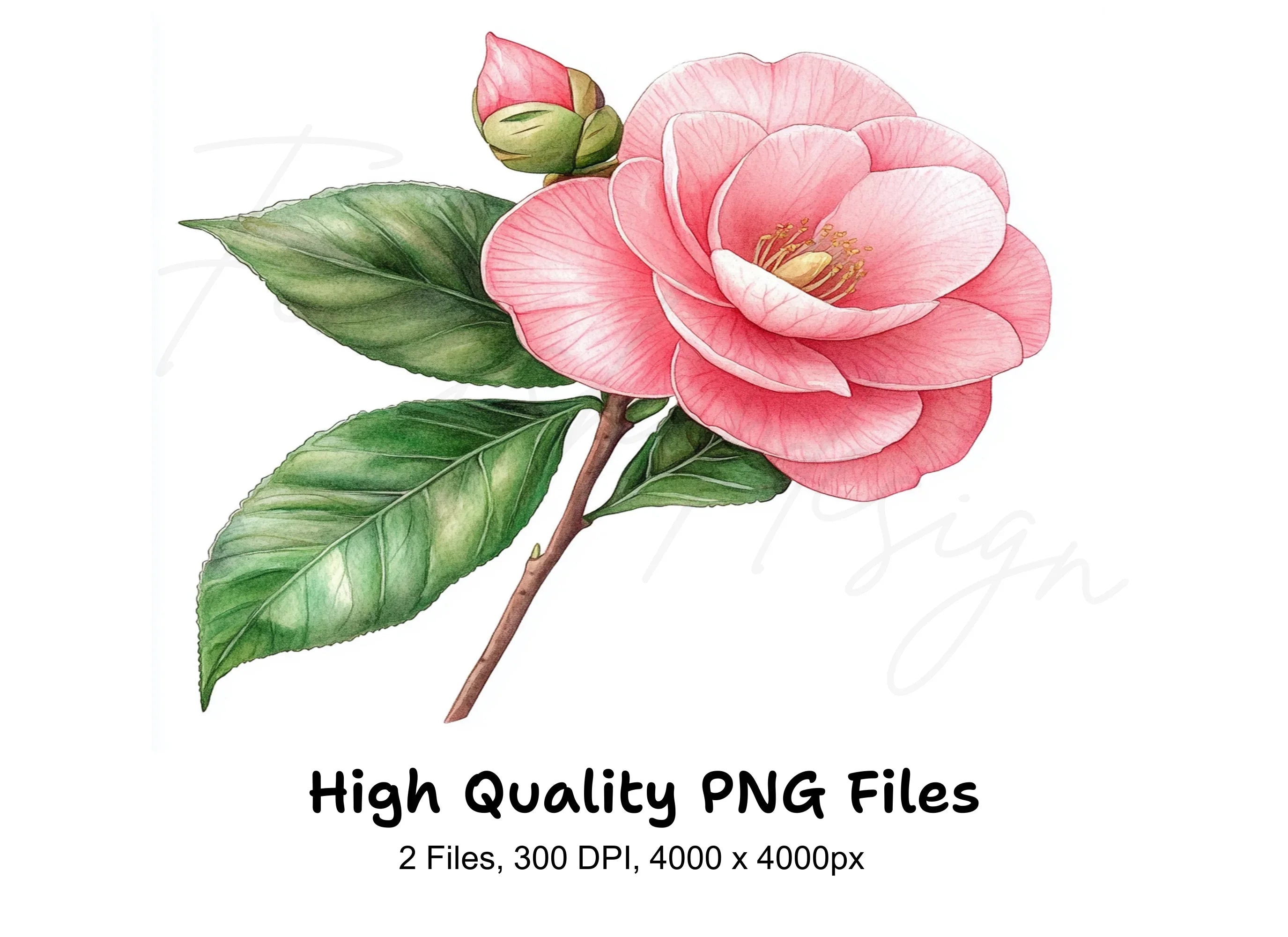 Camellia Blossom and Bud Clipart Bundle