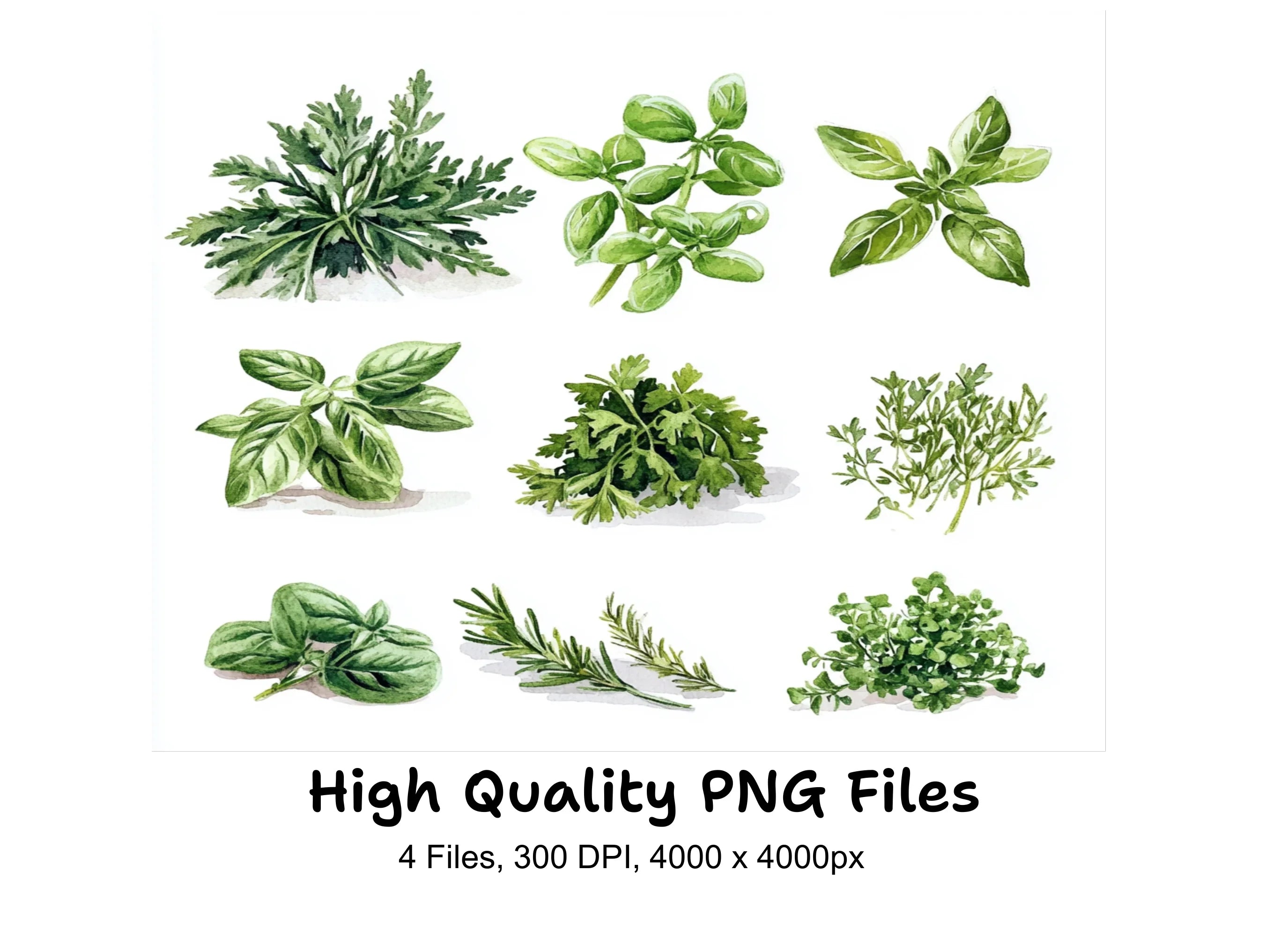 Herbs and Spices Clipart Bundle