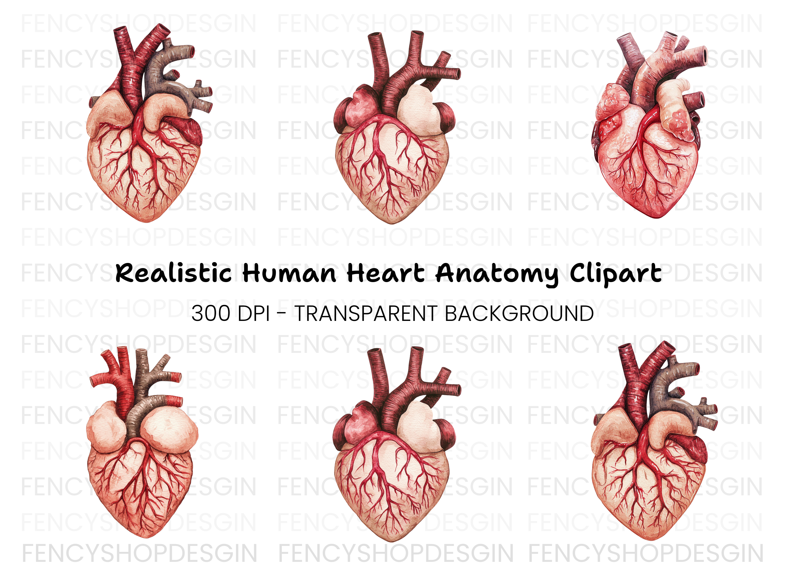 Anatomical Human Heart Clipart Bundle