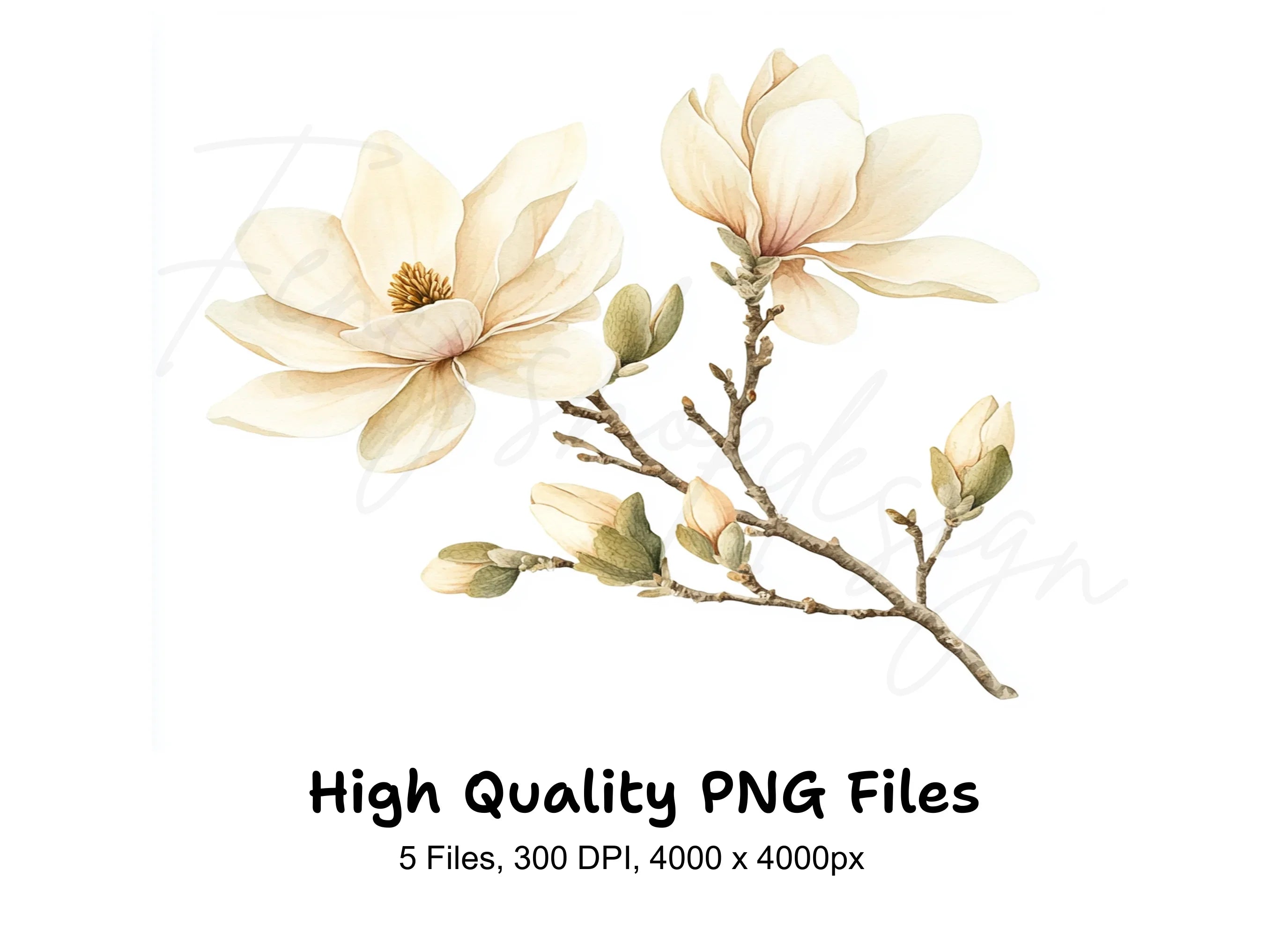 Magnolia Flower Clipart Bundle
