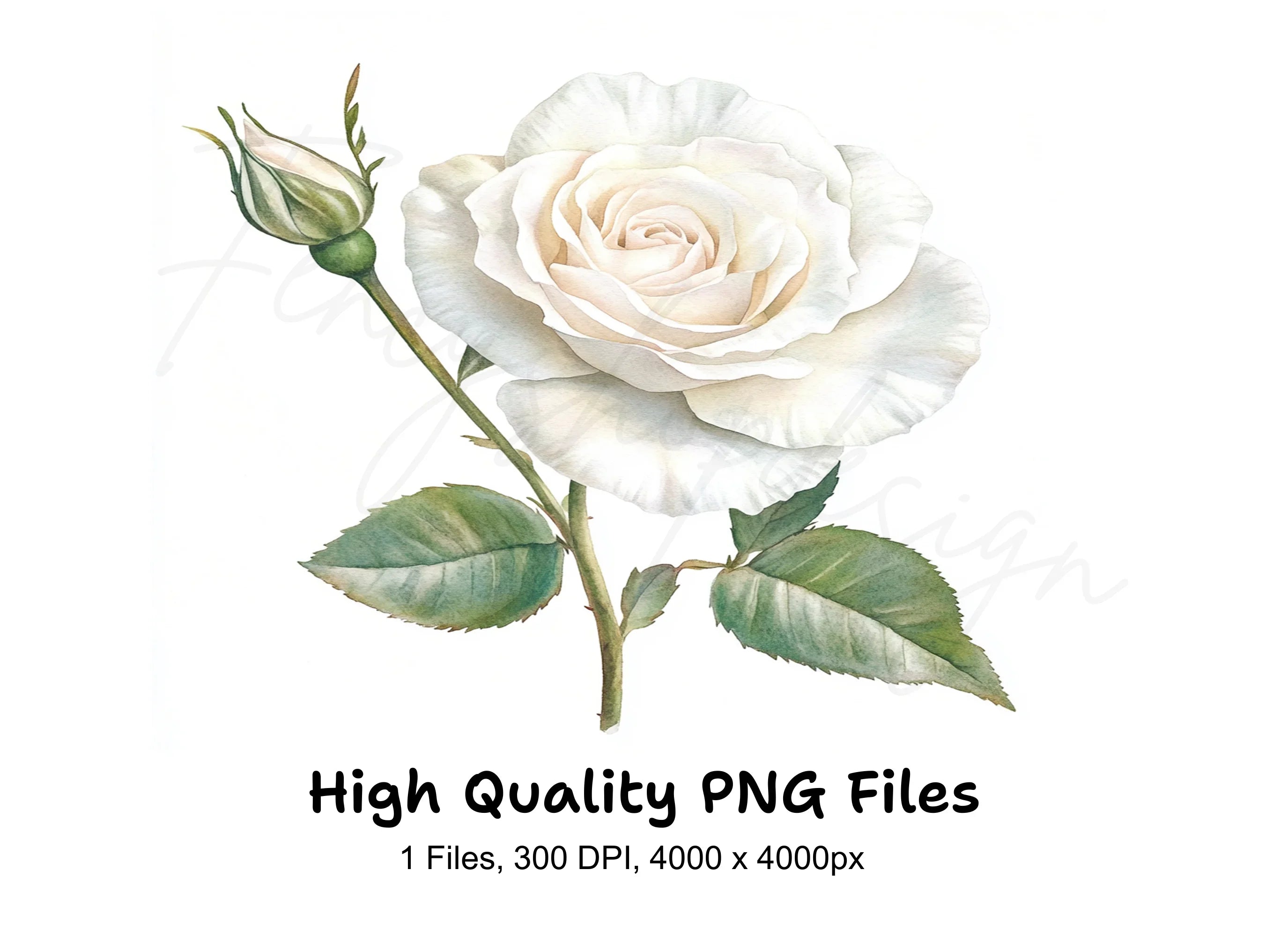 Single White Rose with Bud Clipart Bundle