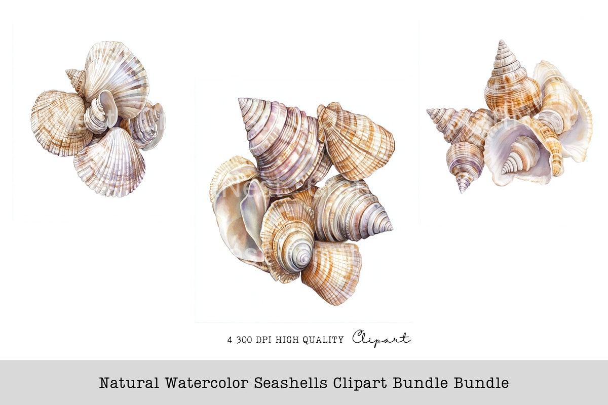 Natural Seashells Clipart Bundle