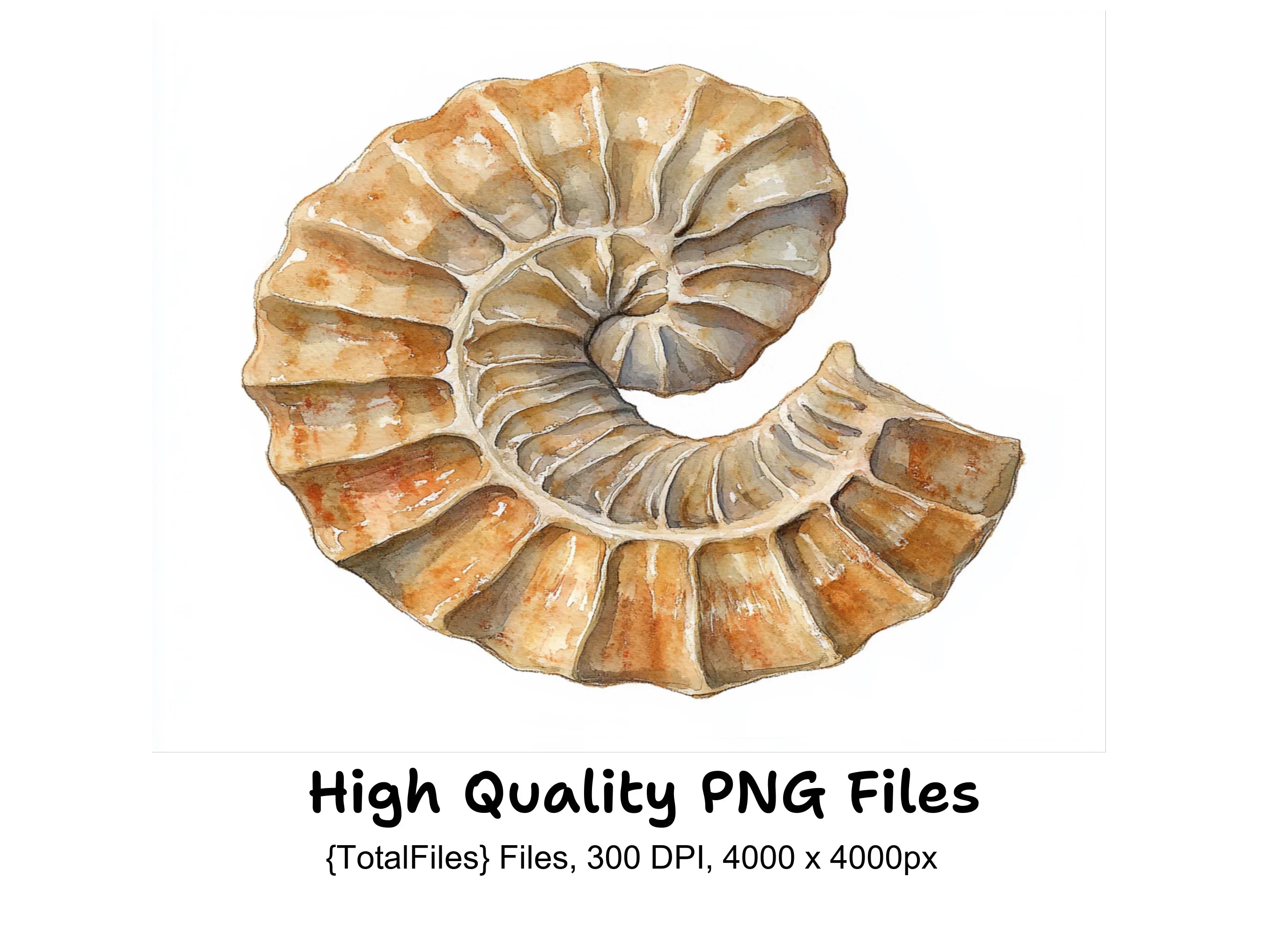 Ammonite Fossils Clipart Bundle